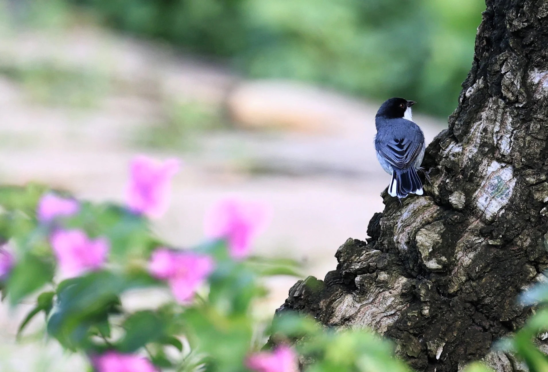 Black-capped Warbling-Finch (Poospiza melanoleuca) Estancia Campo'i Paraguay (1).jpg