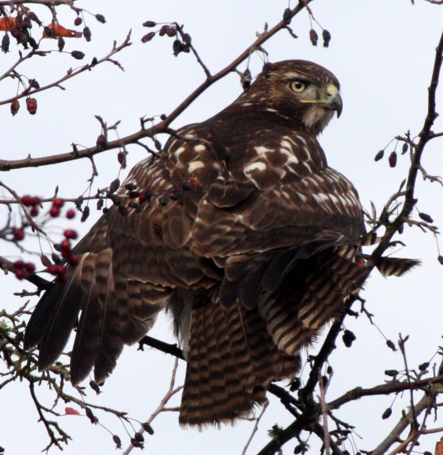 Buteo jamaicensis - RED-TAILED HAWK - JAMESTOWN WA (22).JPG