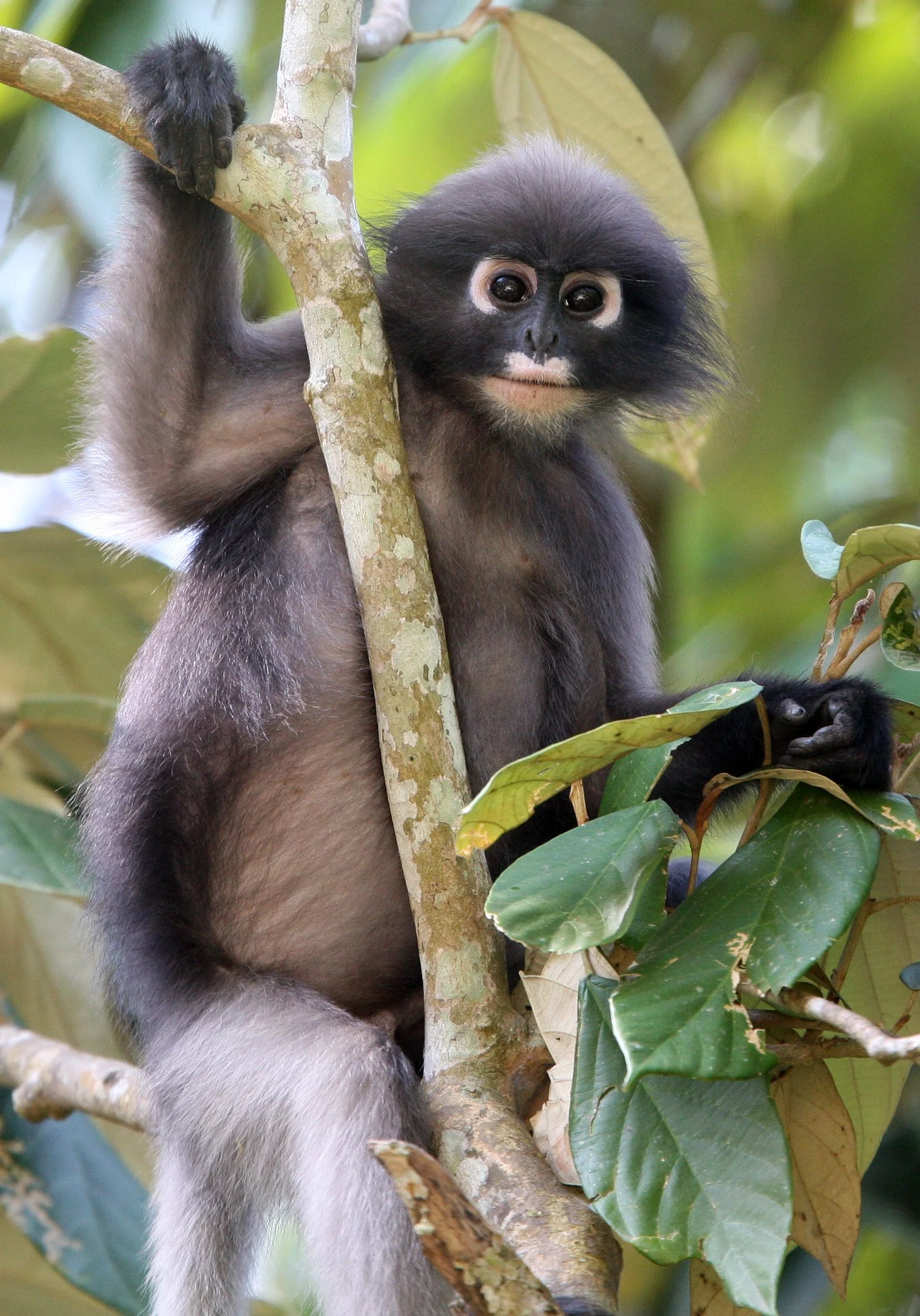 CERCOPITHECIDAE - Trachypithecus obscurus flavicauda - BLOND-TAILED (DUSKY) LANGUR - KAENG KRACHAN NP THAILAND (54).JPG