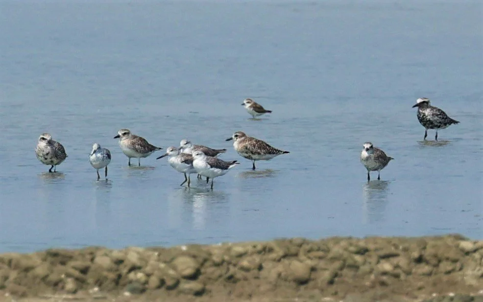 GREENSHANK - NORDMANN'S GREENSHANK - Tringa guttifer - COMMON GREENSHANK GREY PLOVER - PAK THALE SALT PONDS MARCH 2022 (4).jpg
