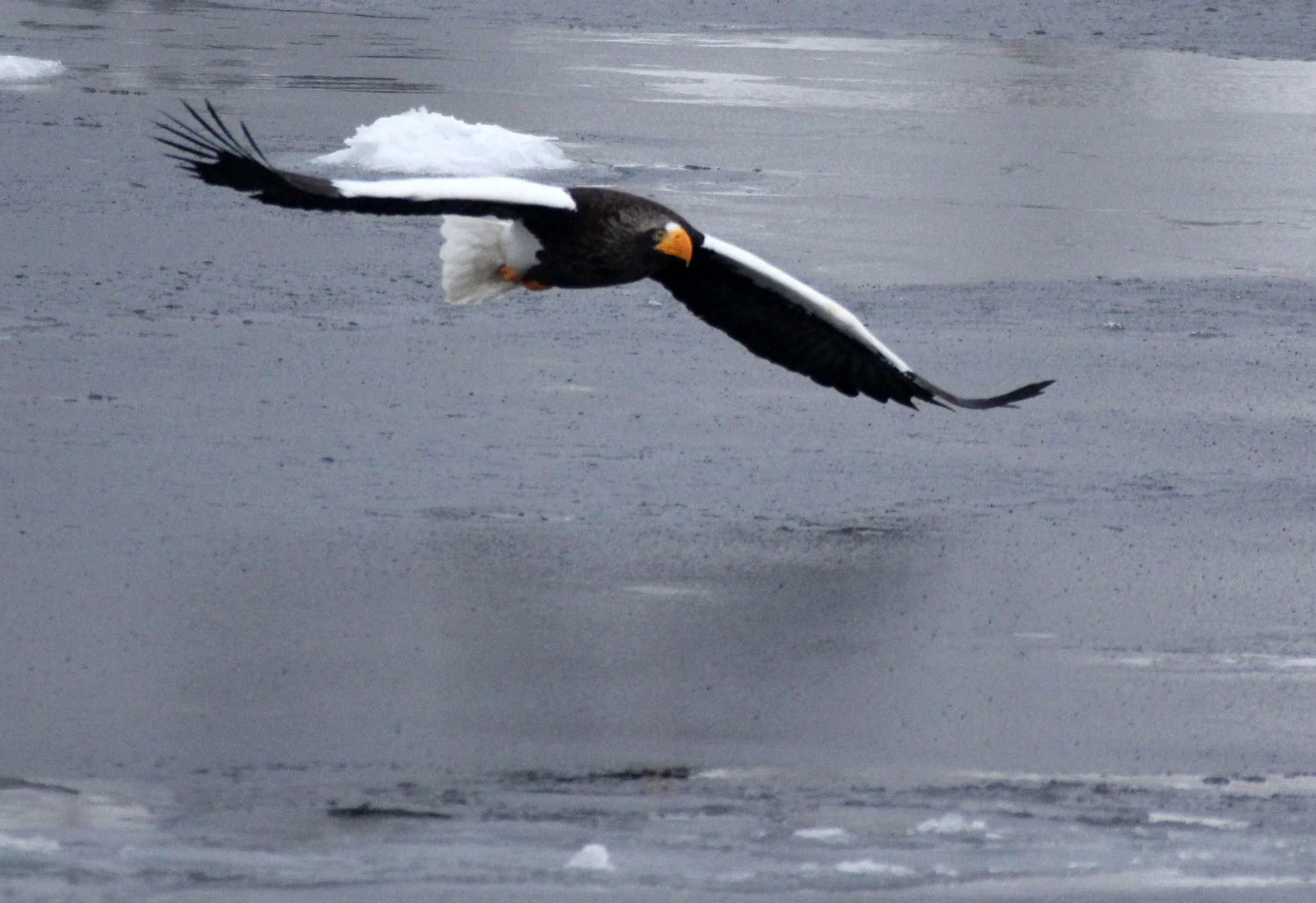 BIRD - EAGLE - STELLER'S SEA EAGLE - RAUSU, SHIRETOKO PENINSULA & NATIONAL PARK - HOKKAIDO JAPAN (101).JPG