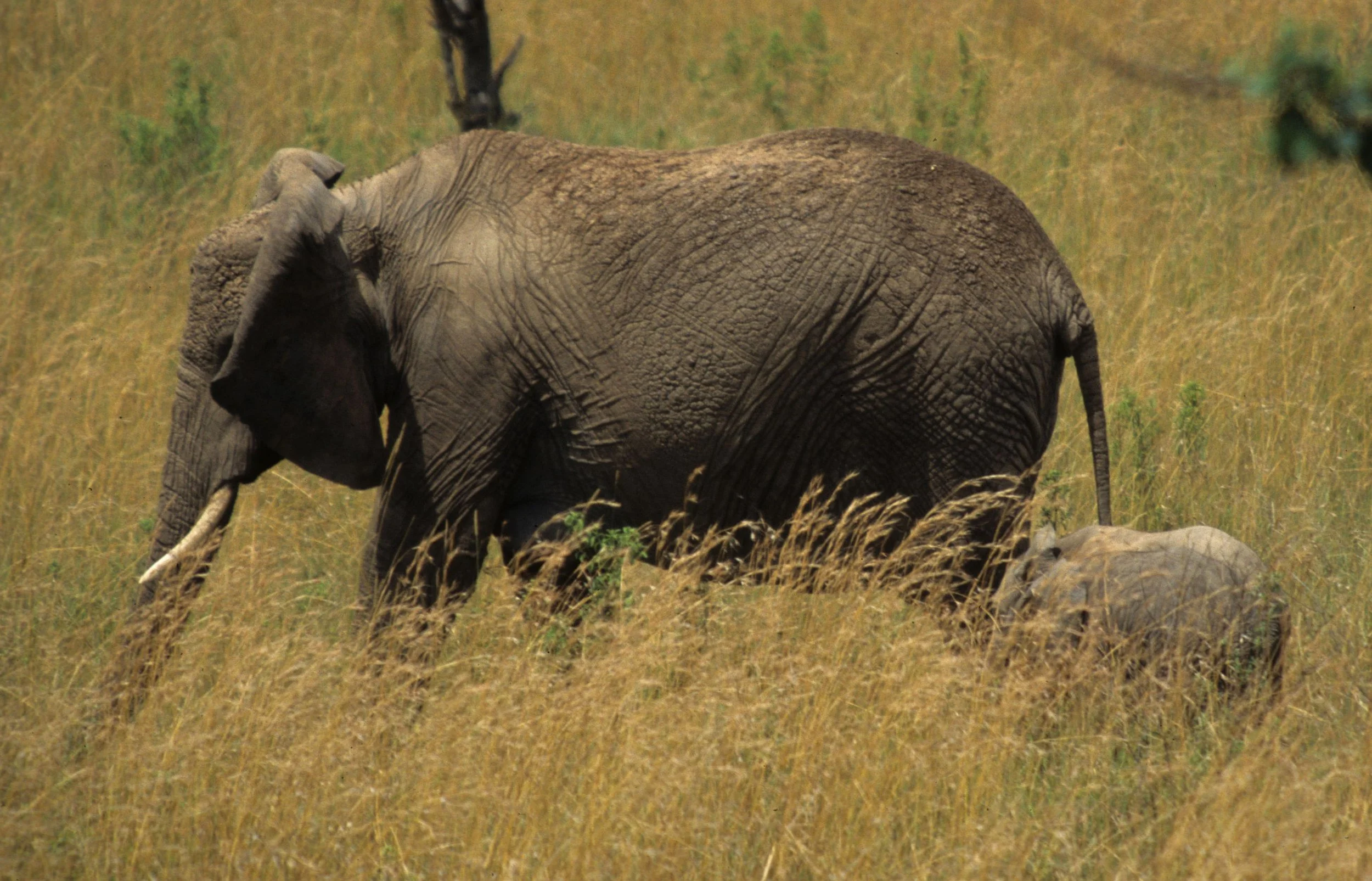 ELEPHANT - SERENGETI 31.jpg