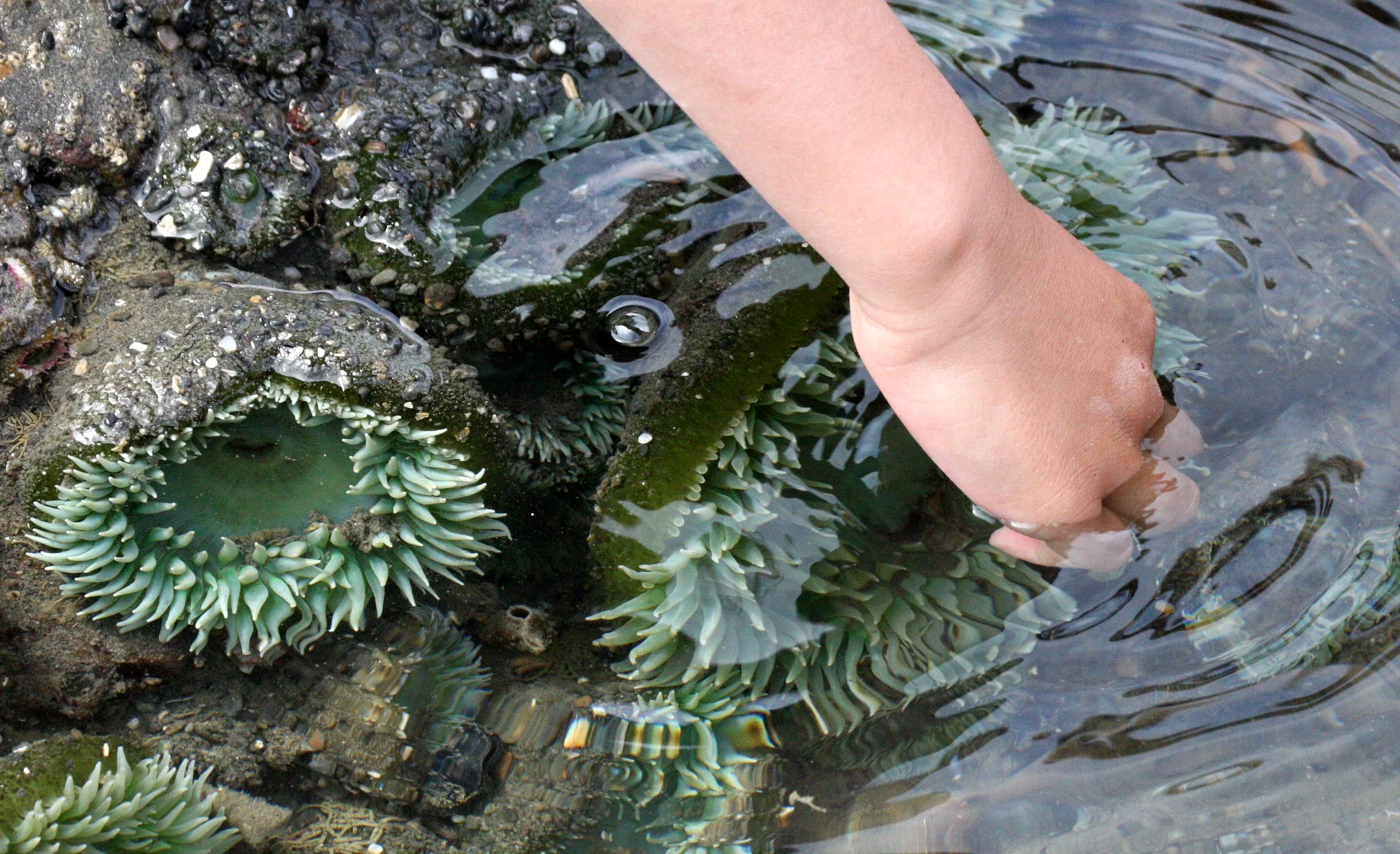 BEACH FOUR TIDE POOLS TRIP - SPRING 2009 (4).JPG