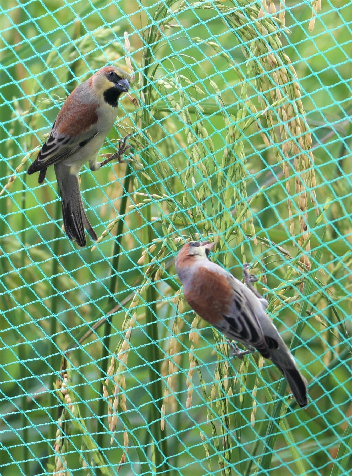 Plain-backed Sparrow (Passer flaveolus) Pathum Thani Rice Research Center (7).jpg