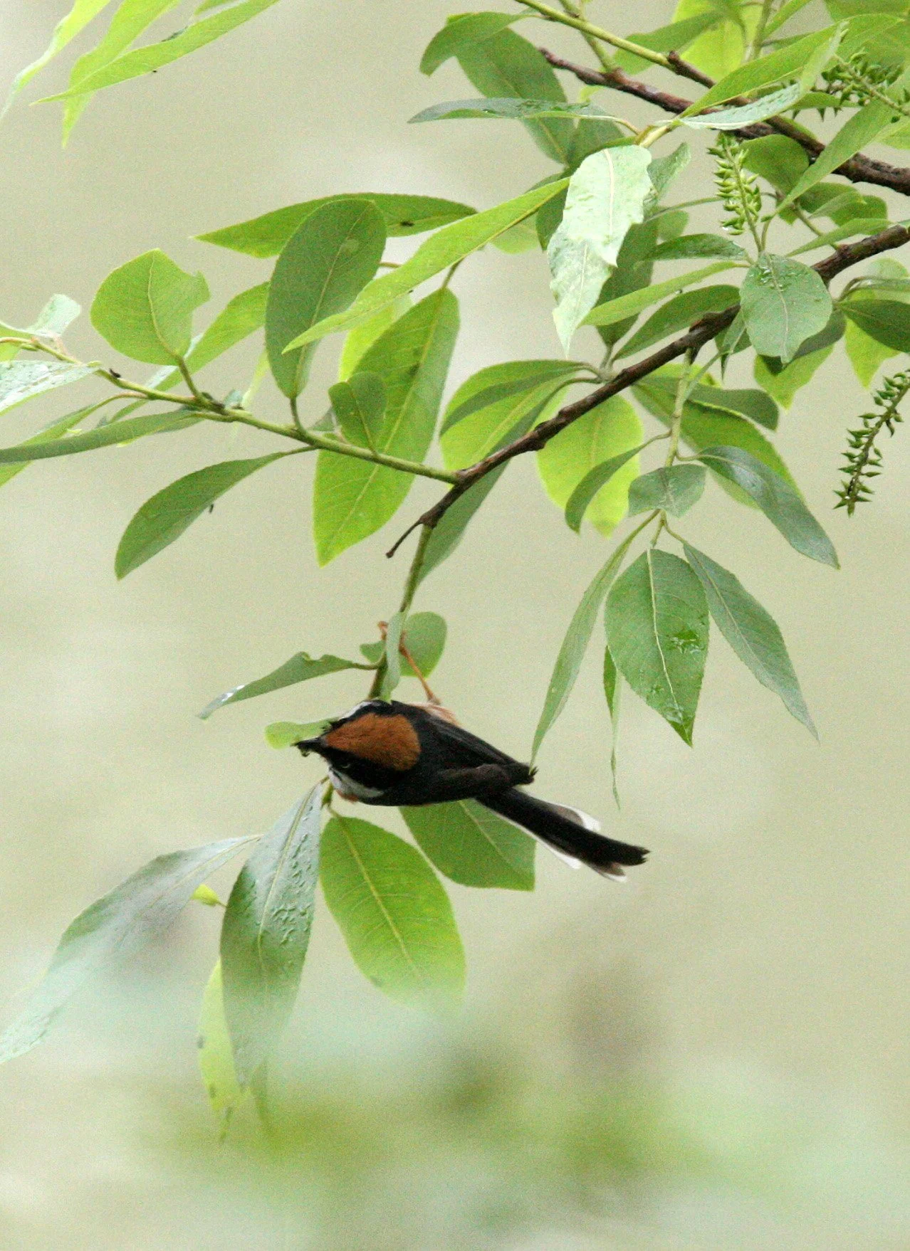 Black-throated Bushtit (Aegithalos concinnus) Hongcun Village, Anhui China (11).JPG