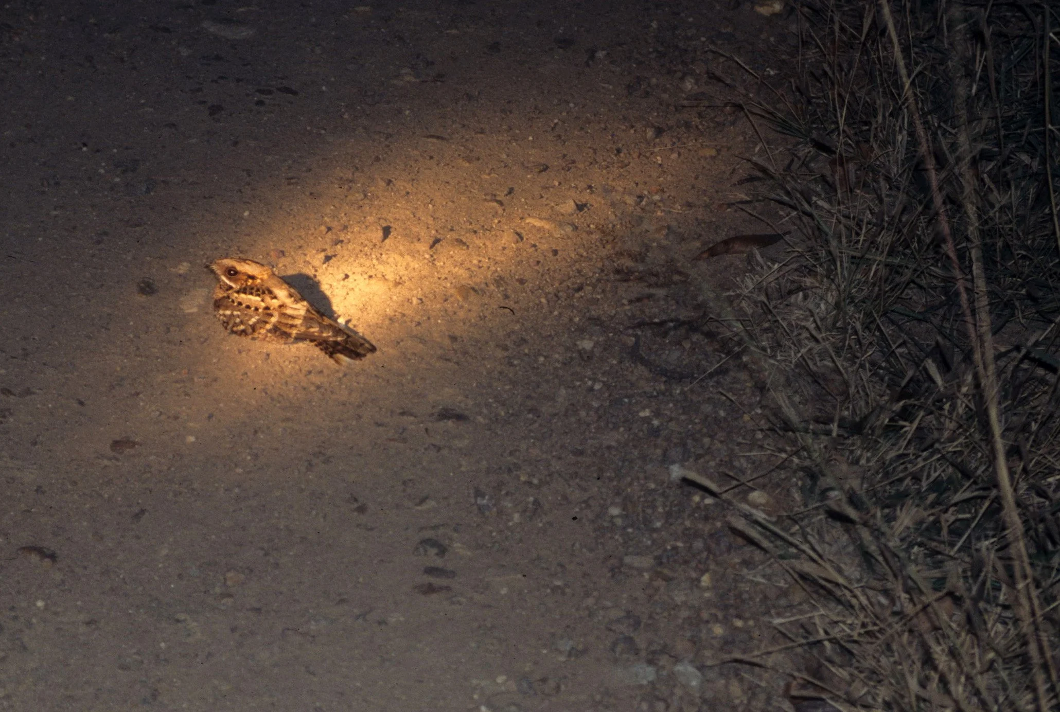 BIRDS - NIGHTJAR - FIERYNECKED KRUGER A.jpg