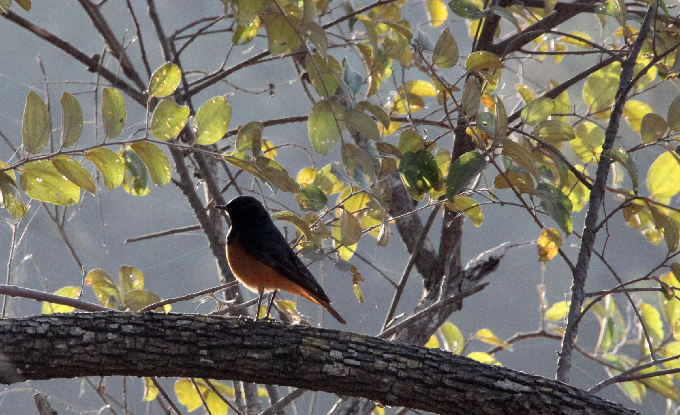 BIRD - REDSTART - BLACK REDSTART - GIR FOREST GUJARAT INDIA (1).JPG