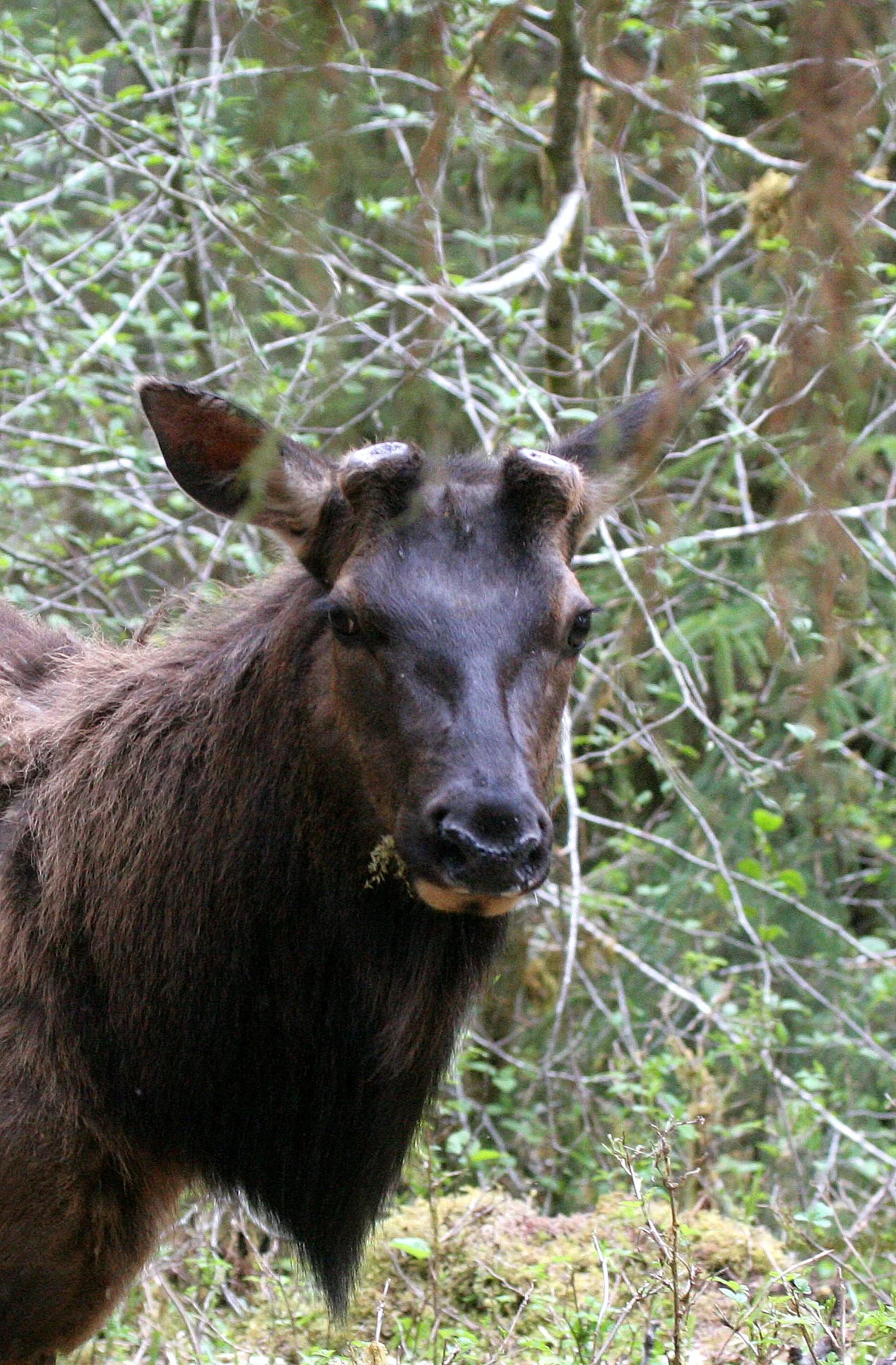 Cervus canadensis roosevelti - ROOSEVELT ELK - HOH RIVER VALLEY - ONP WA  (119).JPG