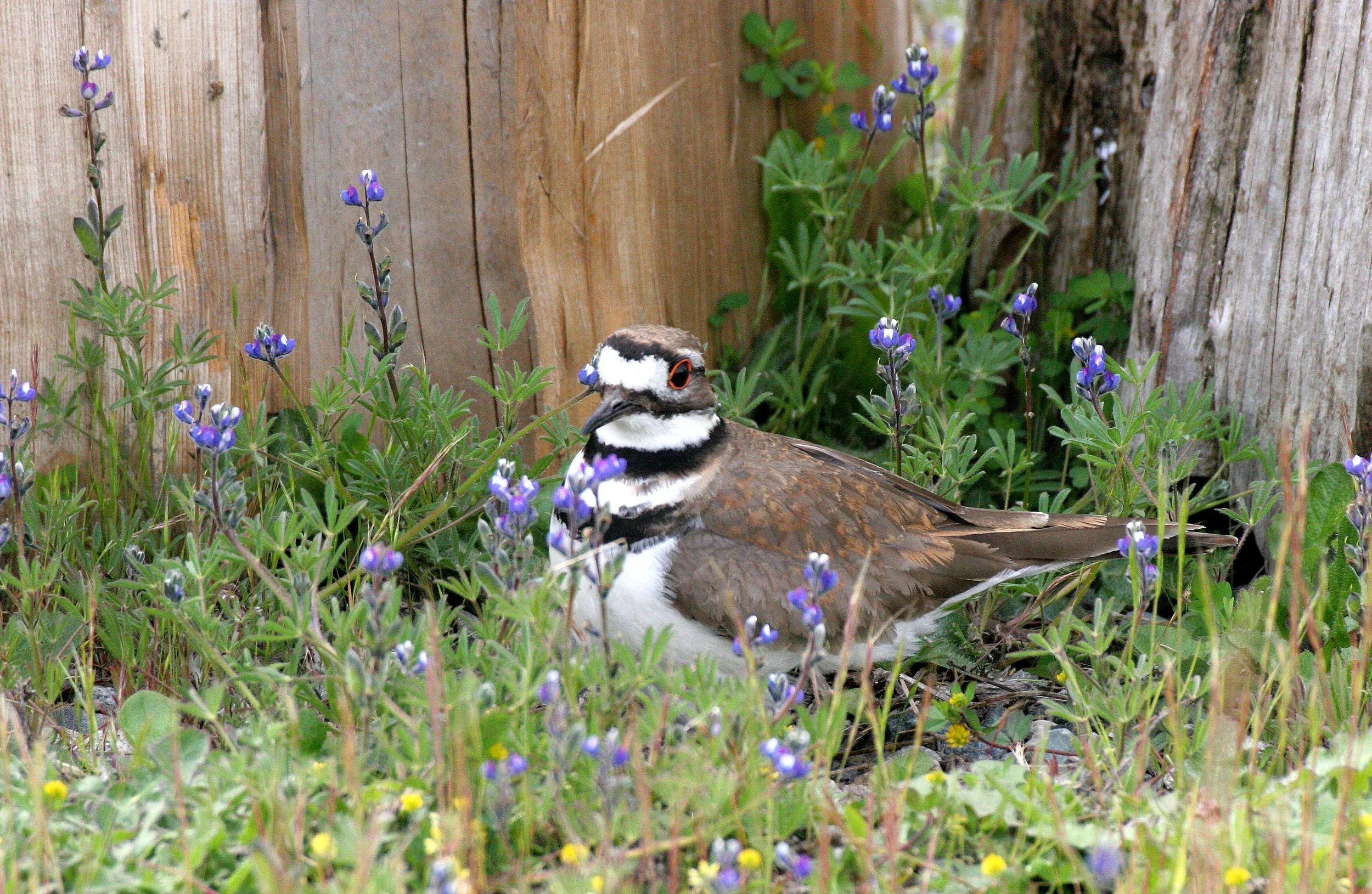 BIRD - KILLDEER - SEQUIM WA.JPG