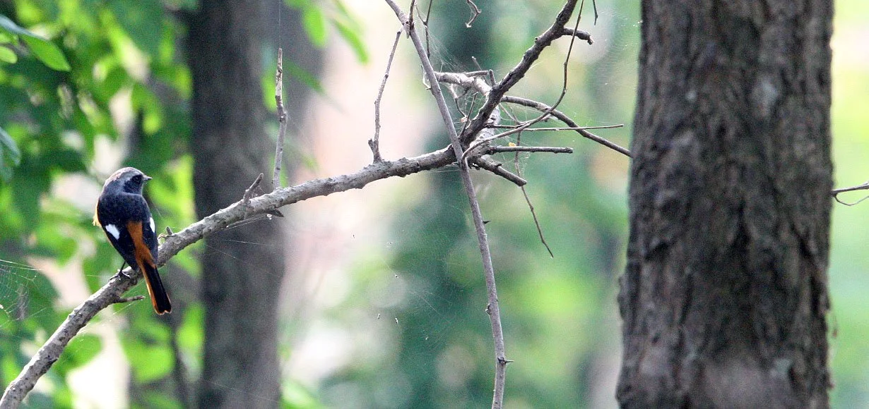 BIRD - REDSTART - DAURIAN REDSTART -  NANKOU, RUDONG, CHINA (10).JPG