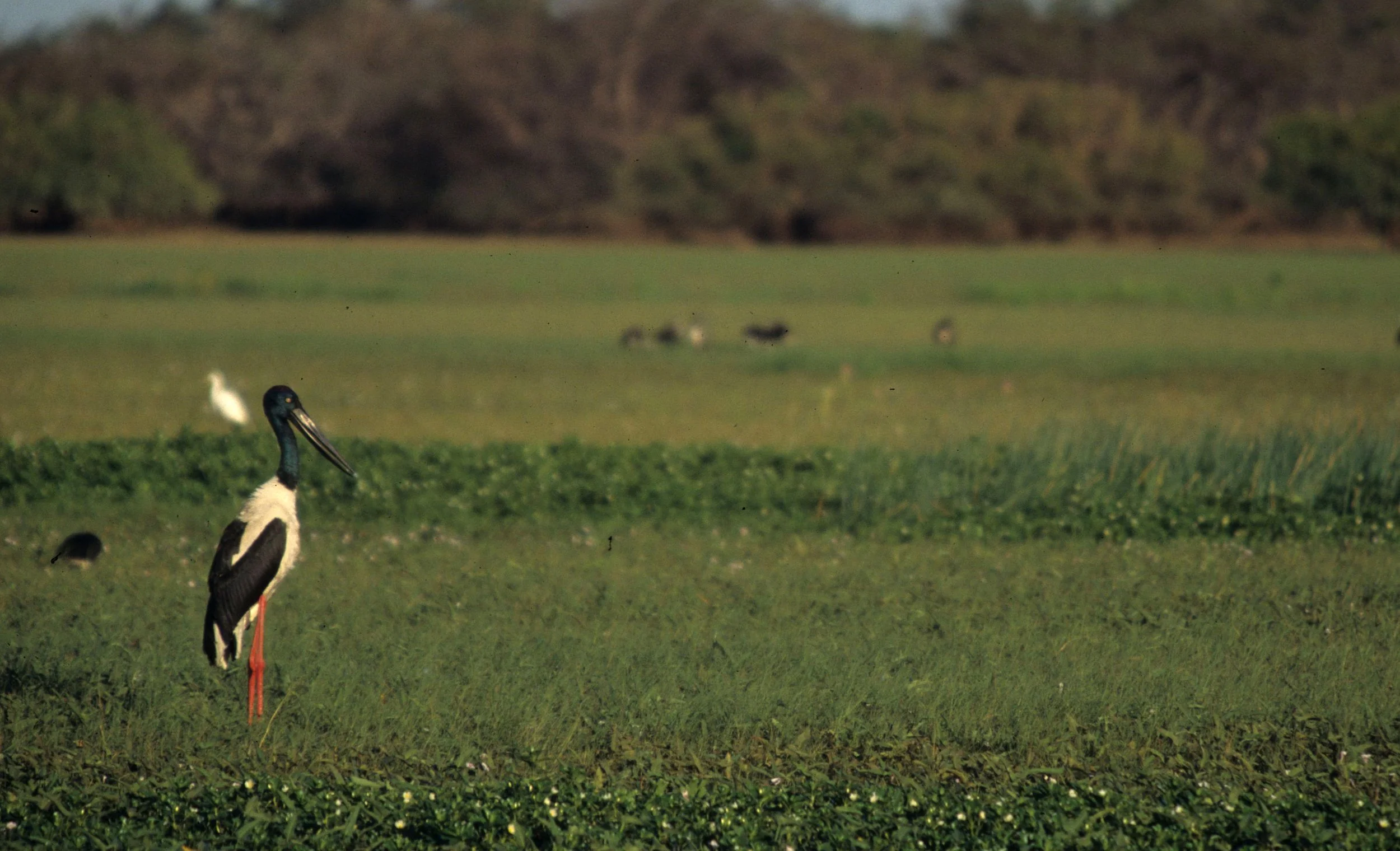BIRD - STORK - JABIRU BLACK NECKED - KAKADU NP.jpg