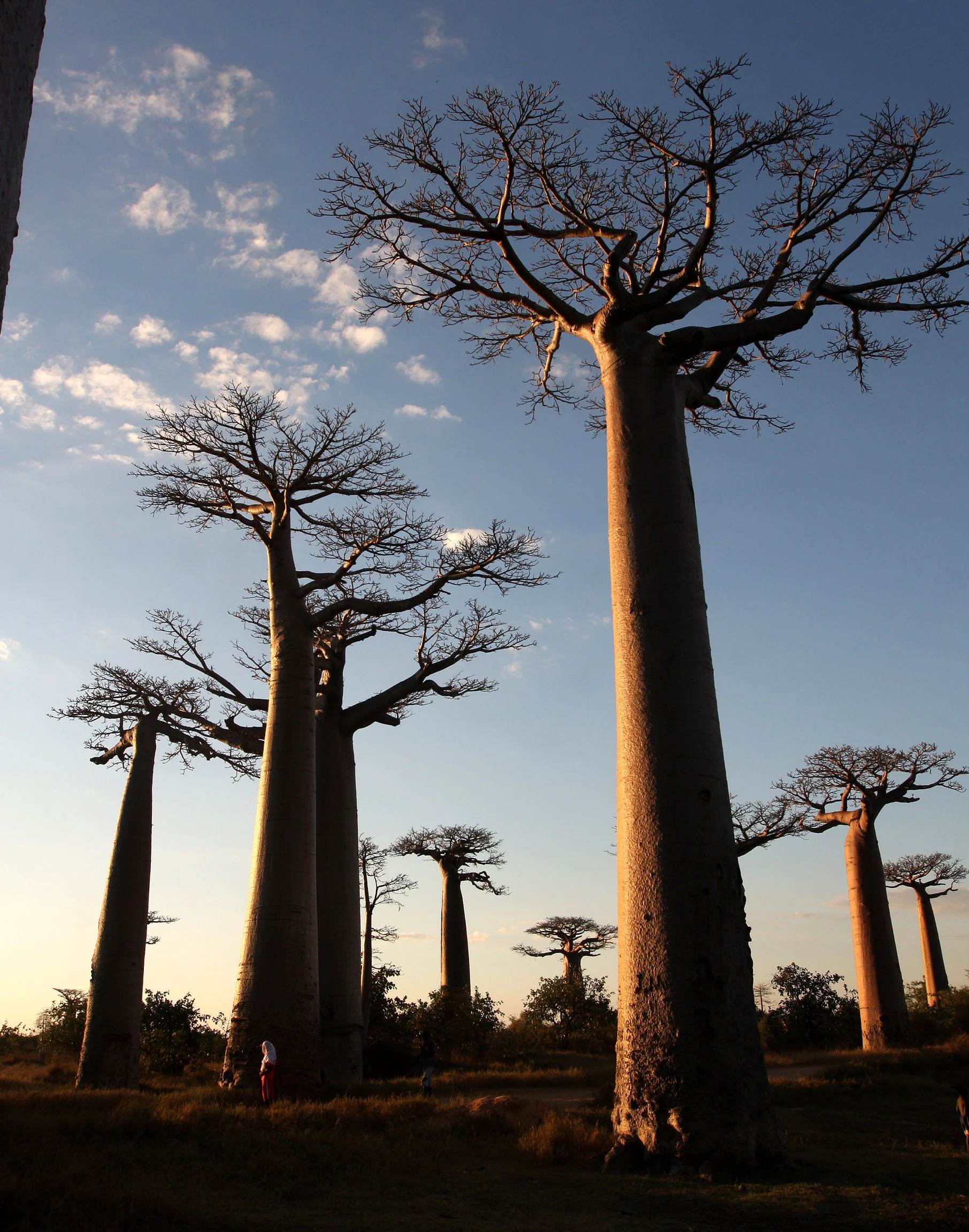 MORONDAVA MADAGASCAR - AVENUE DU BAOBABS - ADANSONIA GRANDIDIERI - VILLAGERS (26).JPG