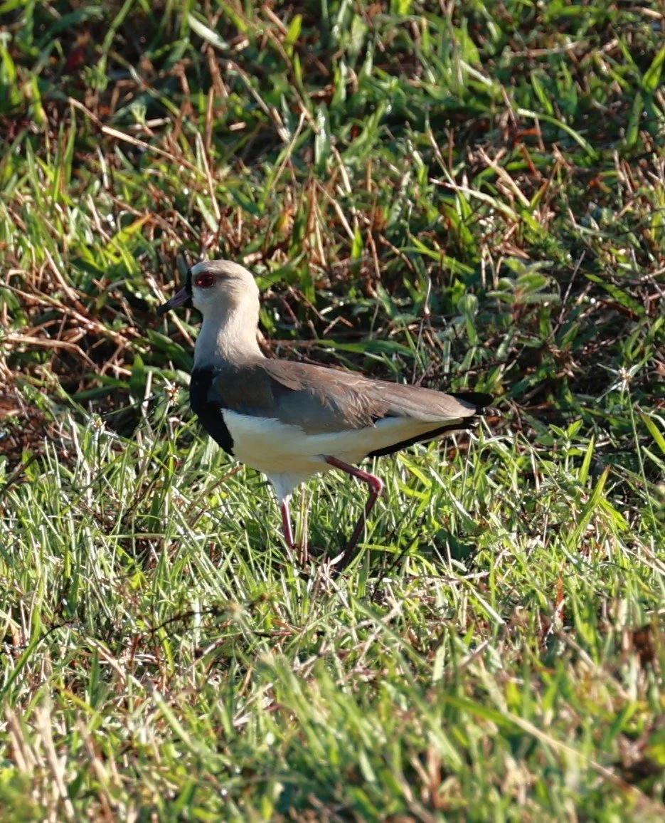  Southern Lapwing - Vanellus chilensis - Illeus, Bahia Brazil, Una Township Area 
