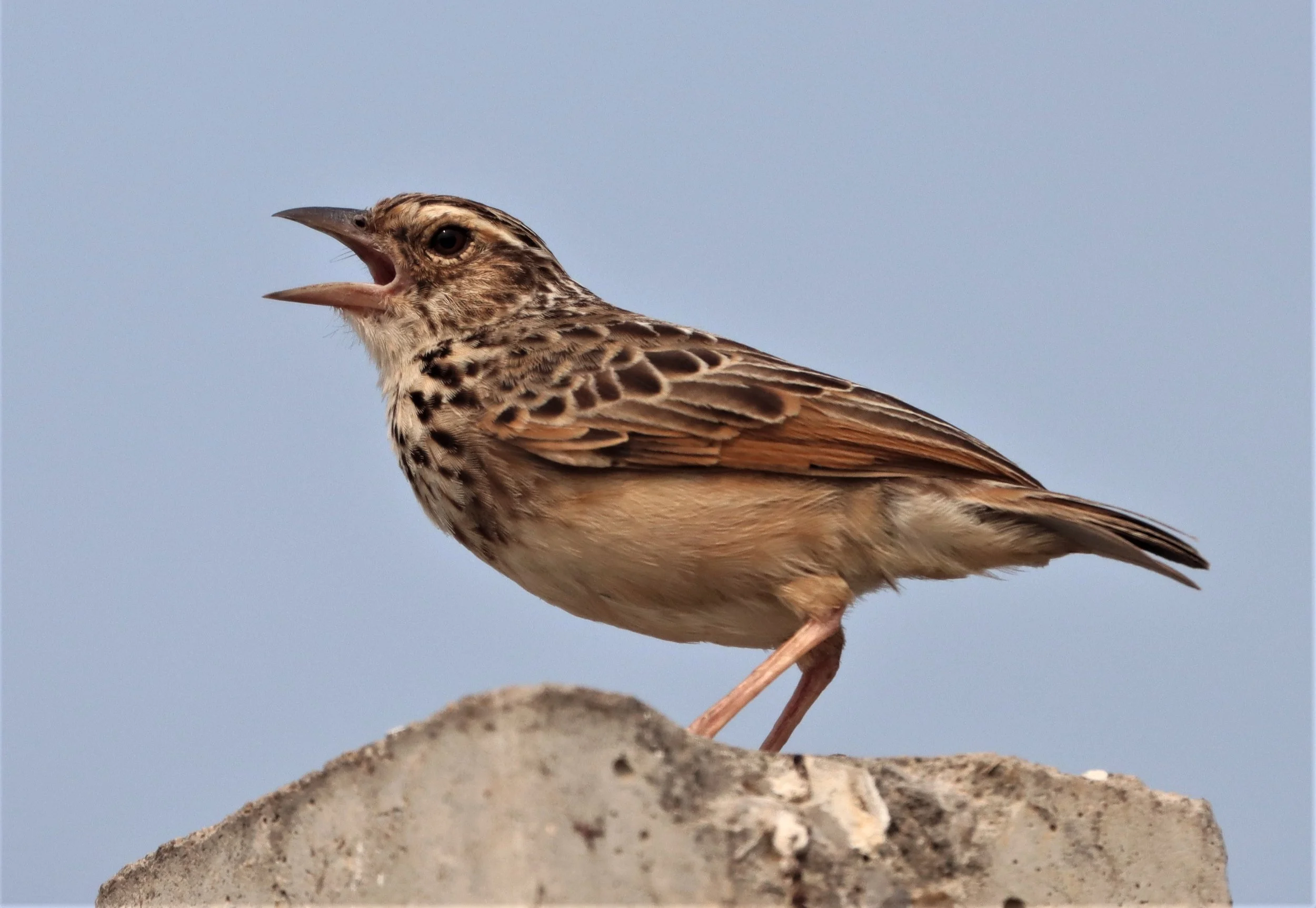 Indochinese Bushlark (Mirafra erythrocephala) Bang Khaem Wetlands Nakhon Pathom (7).jpg