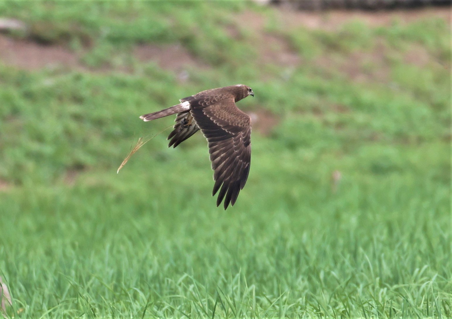 HARRIER - EASTERN MARSH HARRIER - Circus spilonotus -PATHUM THANI RICE RESEARCH CENTER 06 NOV 2021 (21).jpg