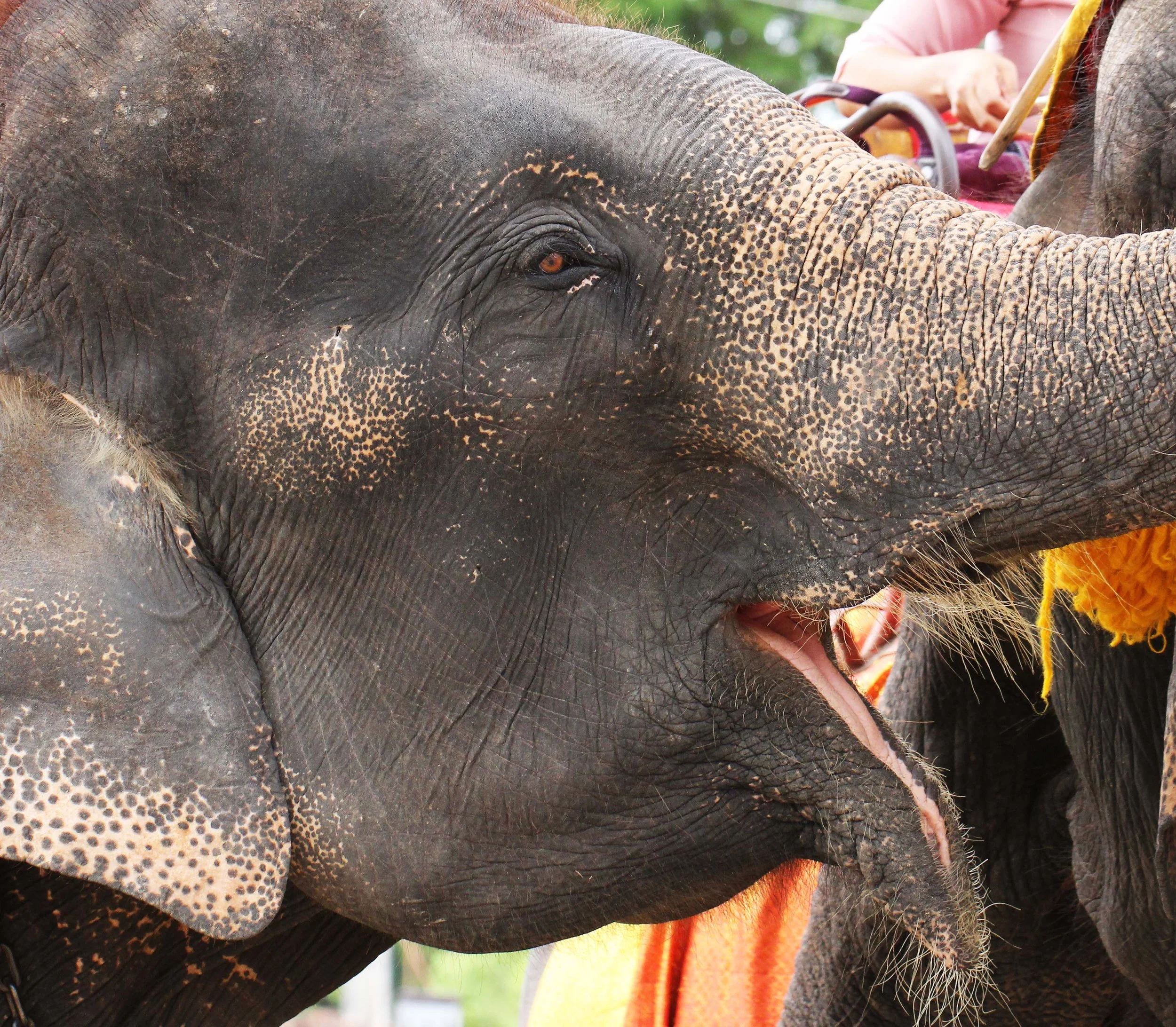 2013 Ayutthaya ISB Passion Day (21).JPG