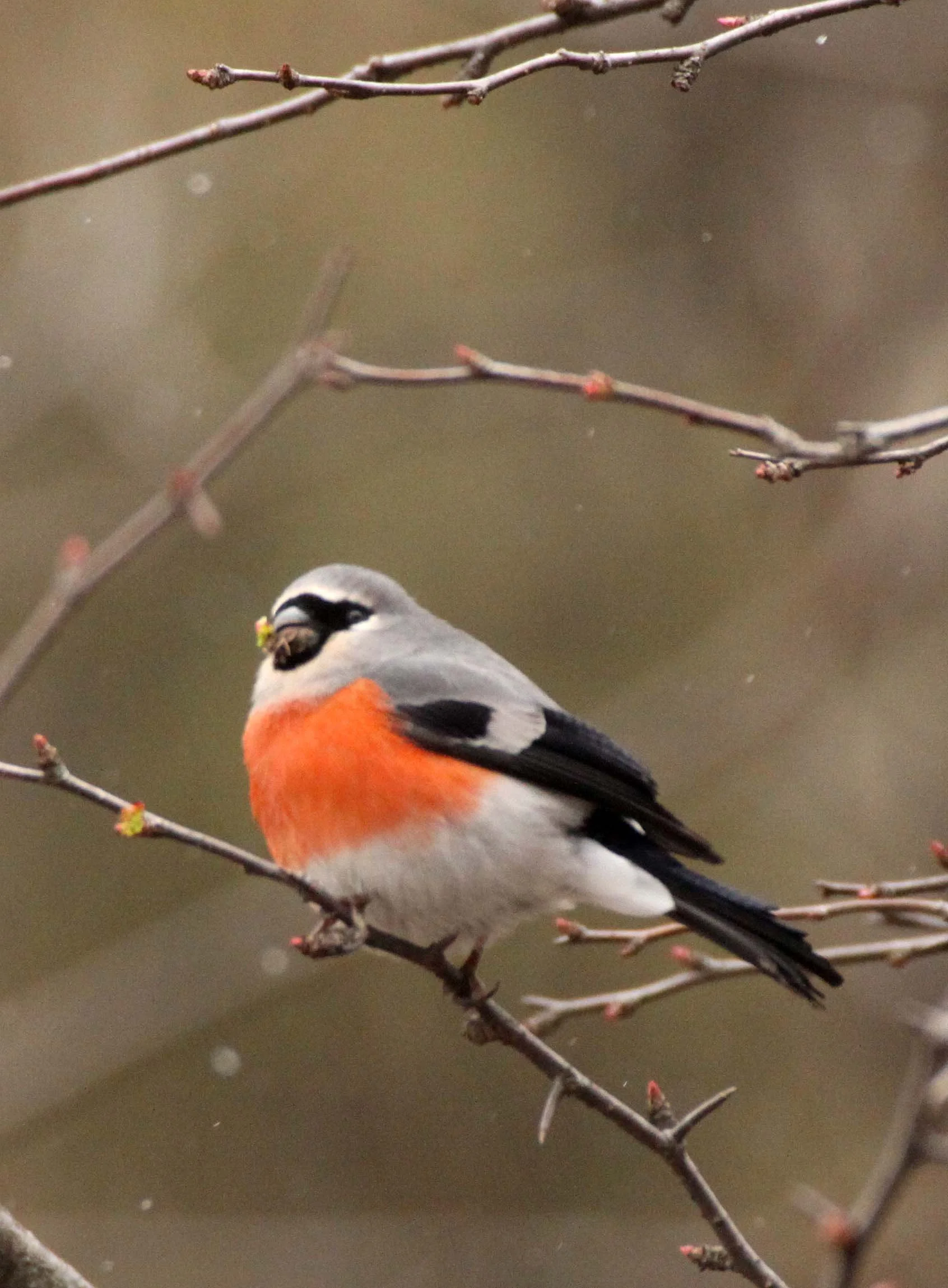 Grey-headed Bullfinch (Pyrrhula erythaca) foping Nature Reserve, Shaanxi China (14).JPG