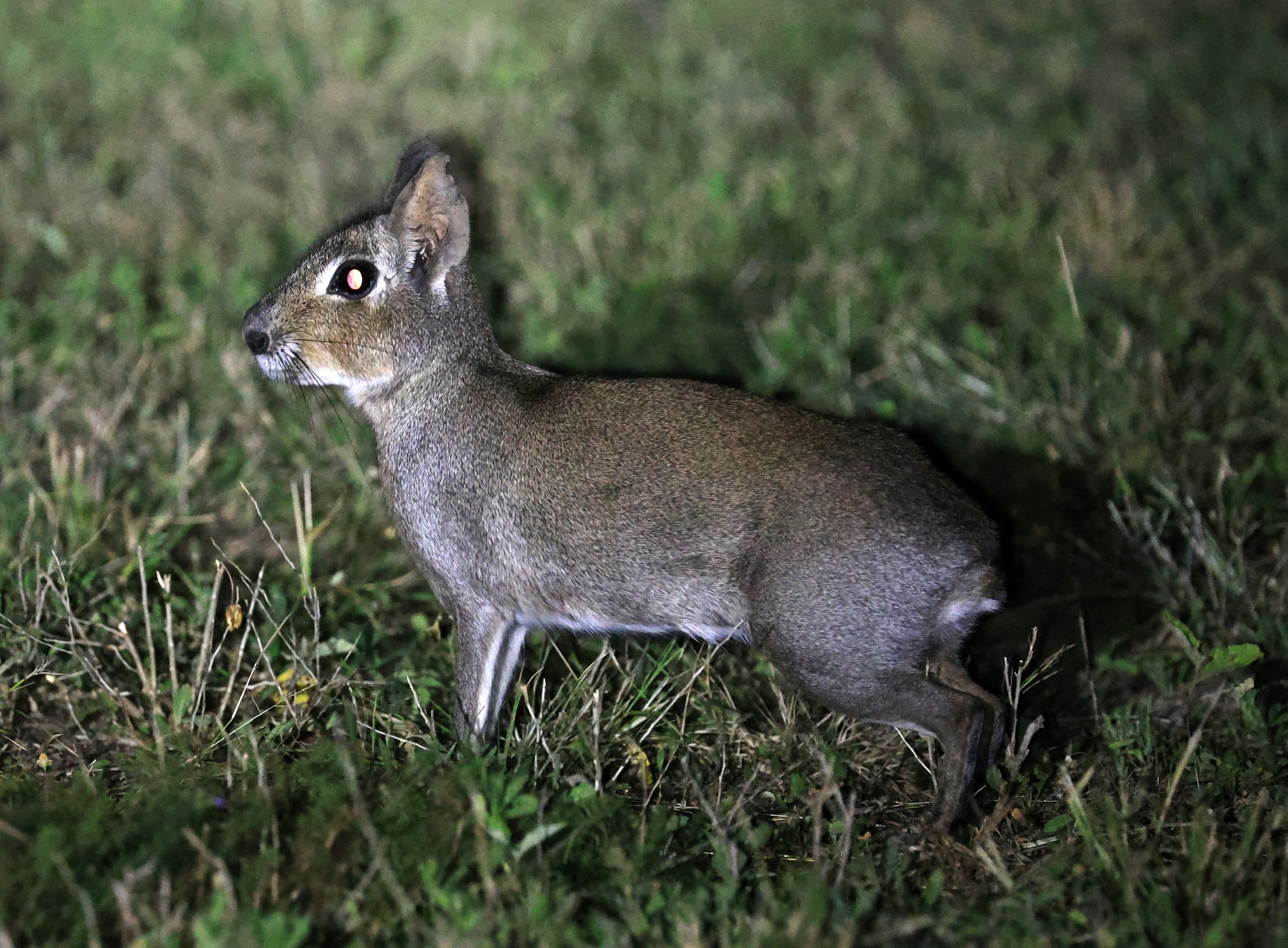 Chacoan Mara (Dolichotis salinicola) Estancia Campo'í Paraguay (97).jpg