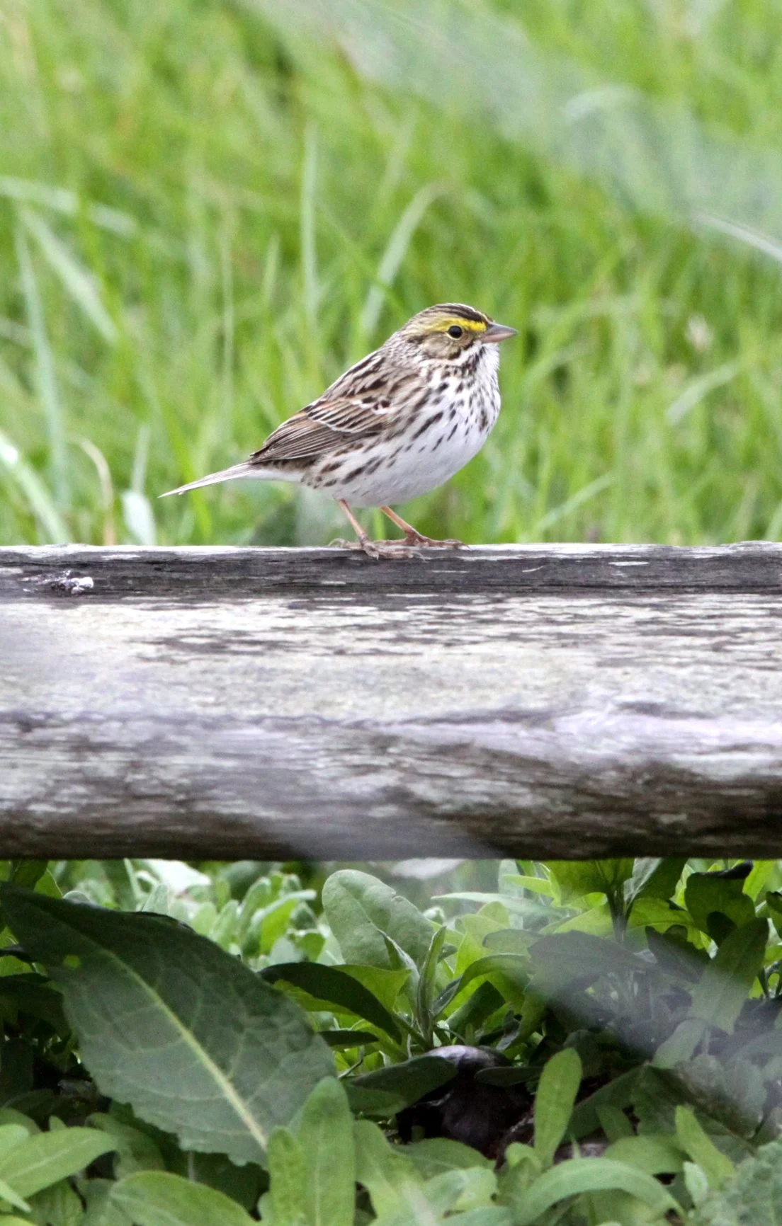 Savannah Sparrow (Passerculus sandwichensis) Arcata Bottomlands California (2).JPG