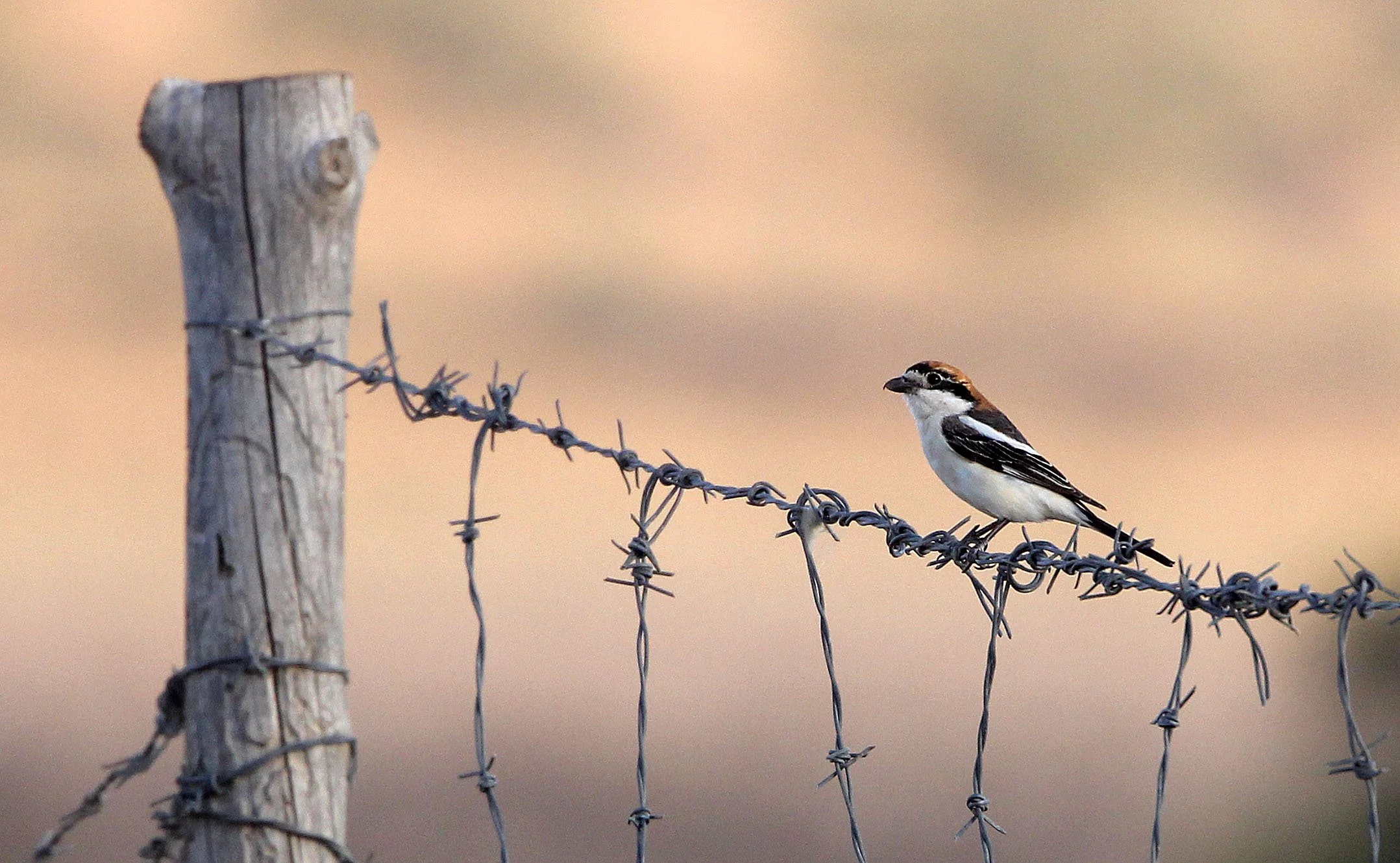 Red-backed Shrike (Lanius collurio) Bouhedma NP Tunisia (5).JPG