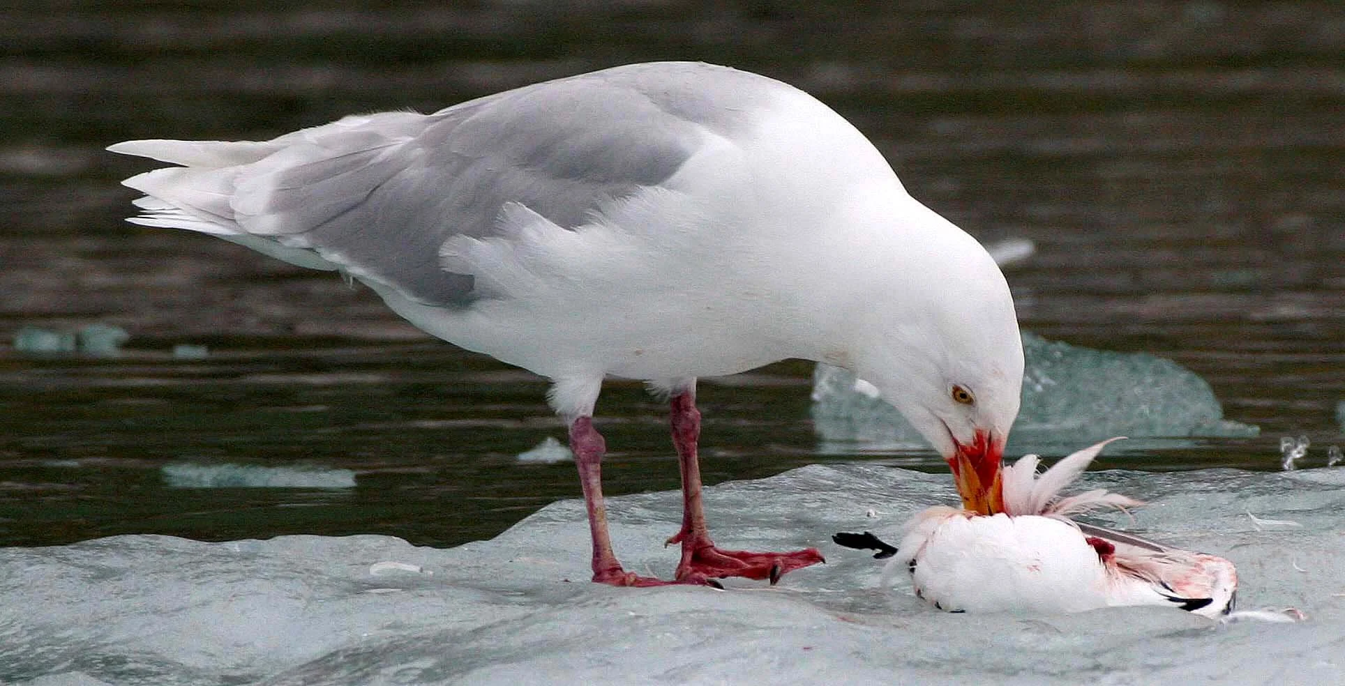 BIRD - GULL - GLAUCOUS GULL - SVALBARD (17).jpg