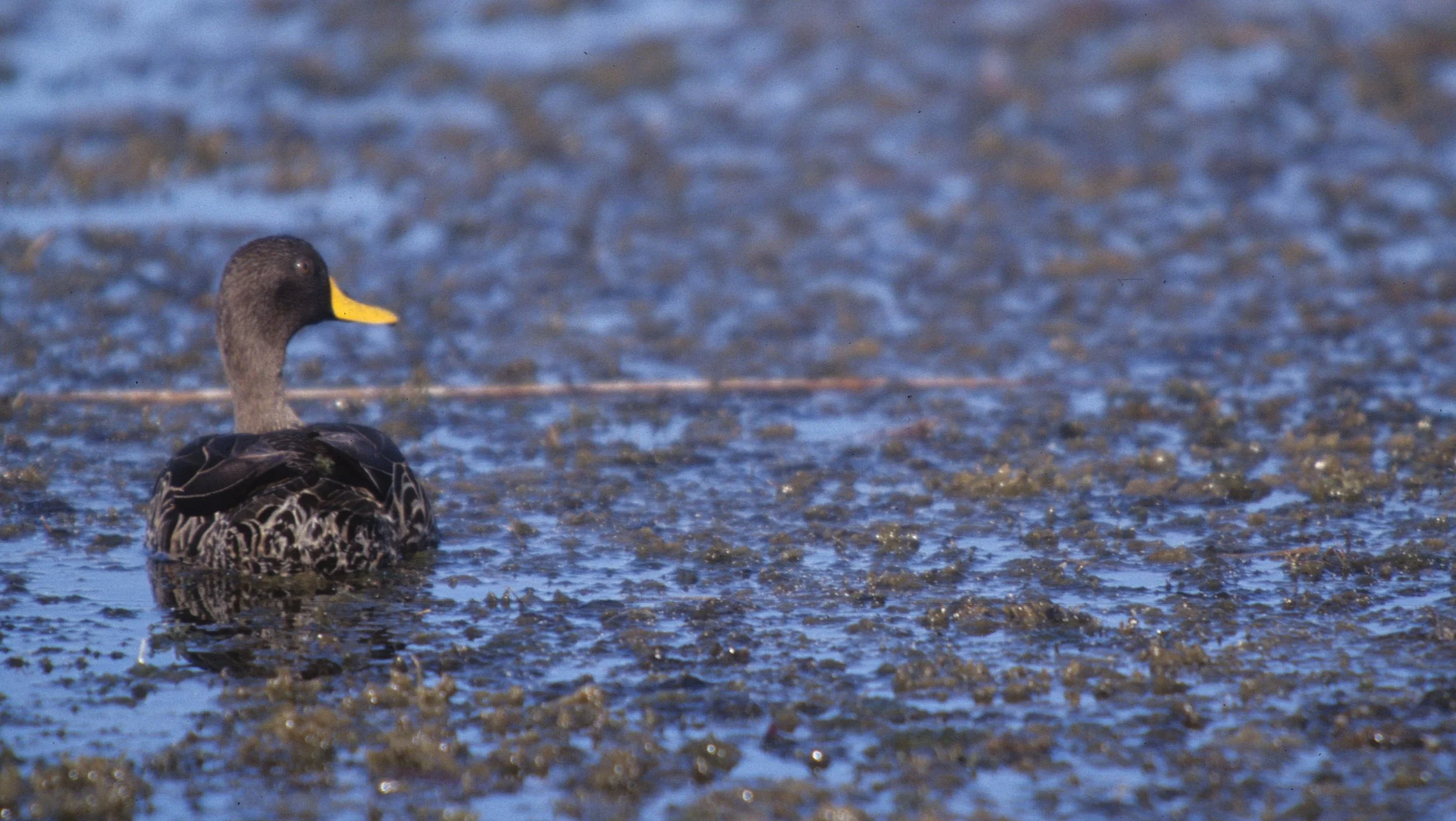 BIRDS - DUCK - YELLOWBILLED- KRUGER D.jpg