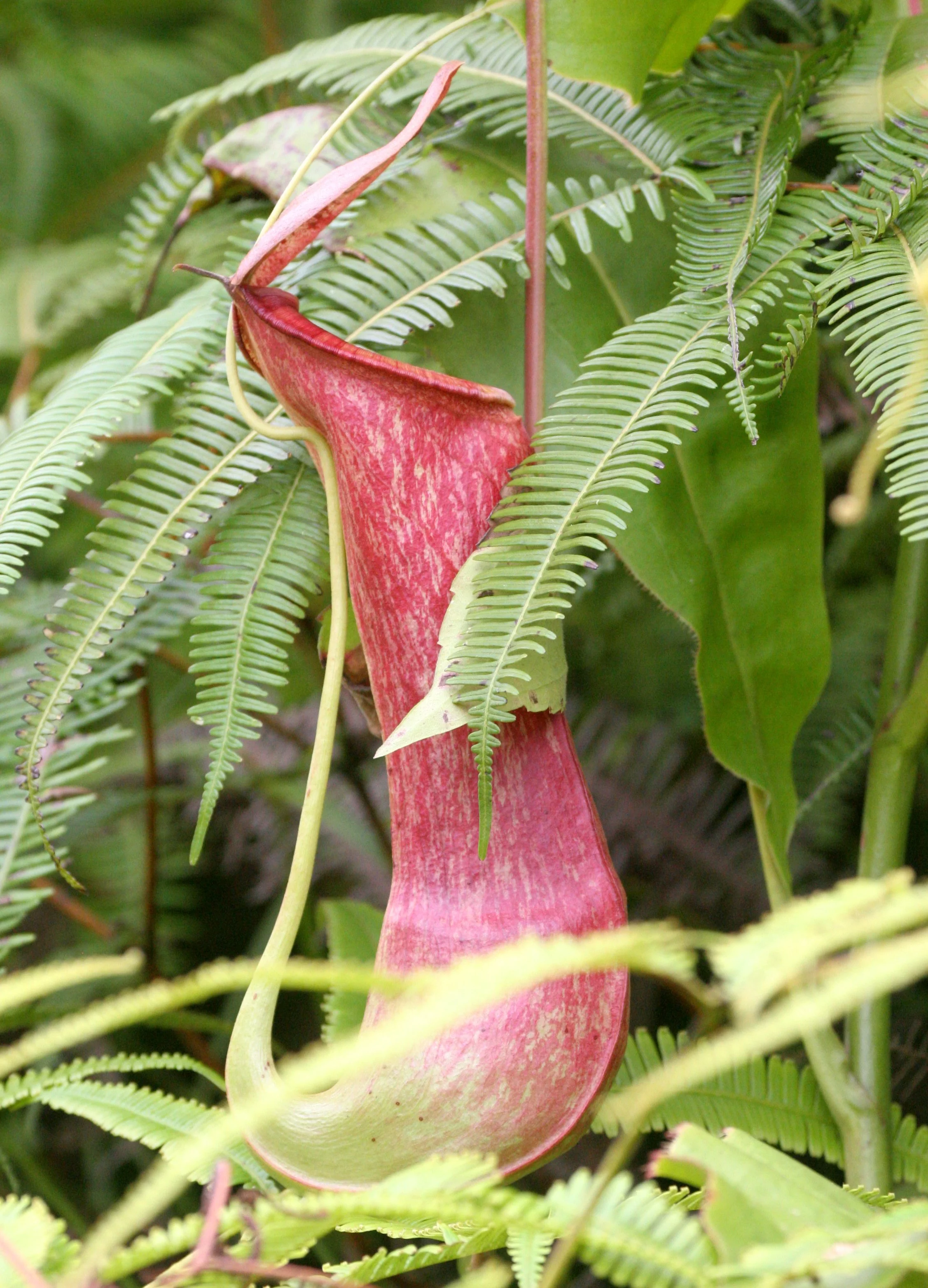 TABIN WILDLIFE RESERVE BORNEO - NEPENTHES SPECIES - PITCHER PLANT (19).JPG