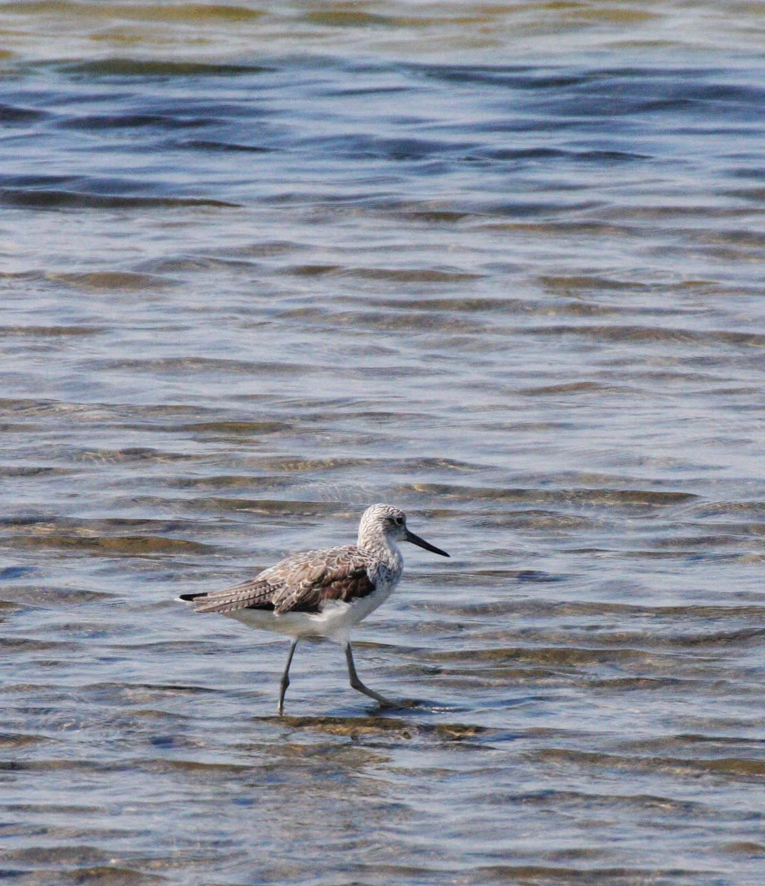 BIRD - COMMON GREENSHANK - TRINGA NEBULARIA - SOUTH OF BKK - CHRISTMAS IN THAILAND TRIP 2008 (2).JPG