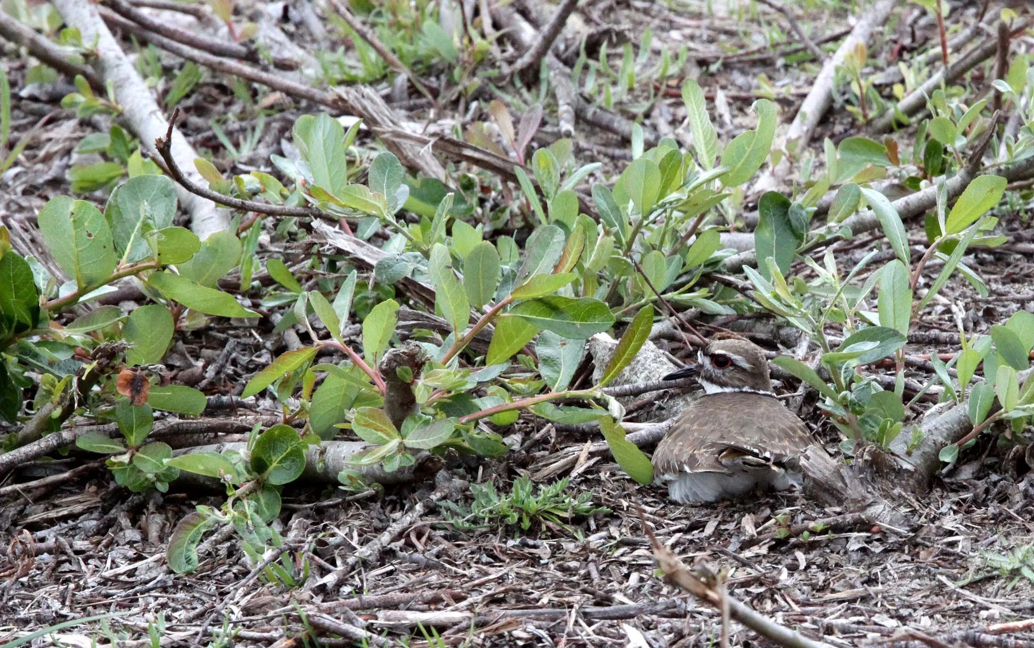 BIRD - KILLDEER - ANO NUEVO RESERVE CALIFORNIA.JPG