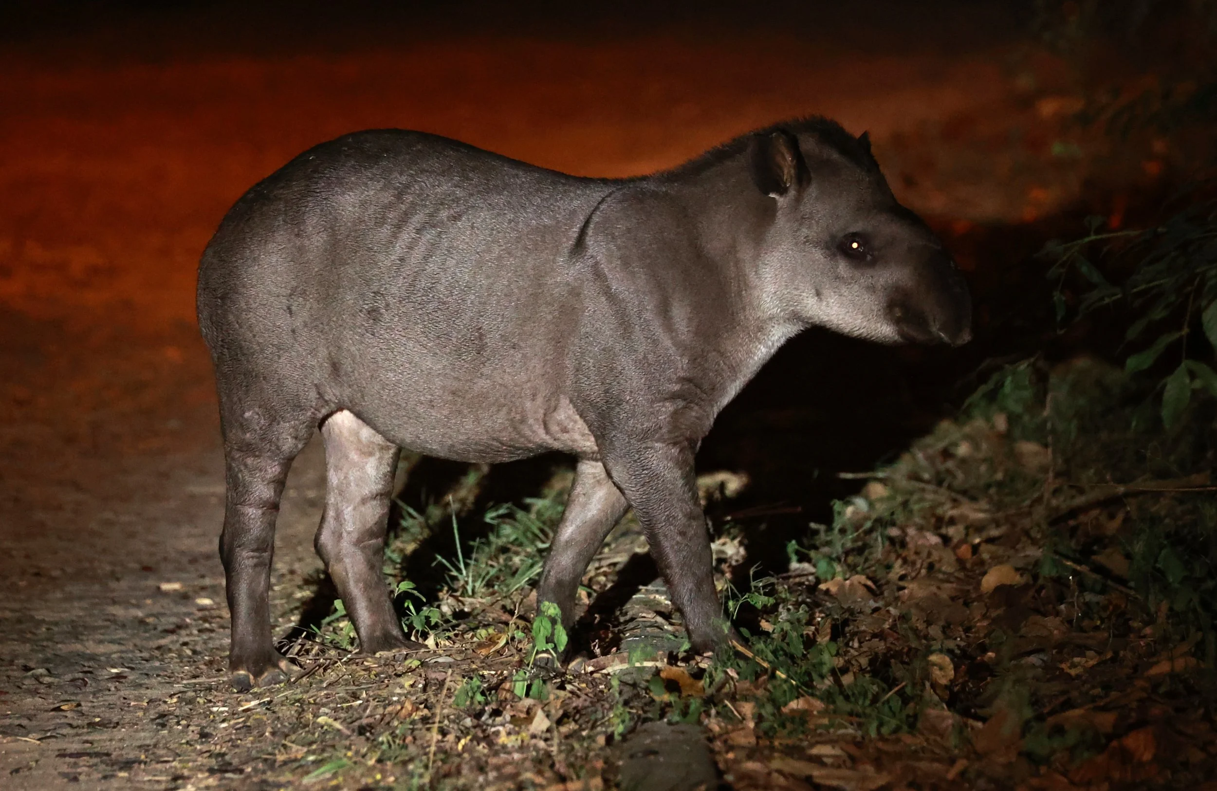 Tapirus terrestris - Brazilian or South American Tapir - Rio Doce State Park, Minas Gerais, Brazil (61).JPG