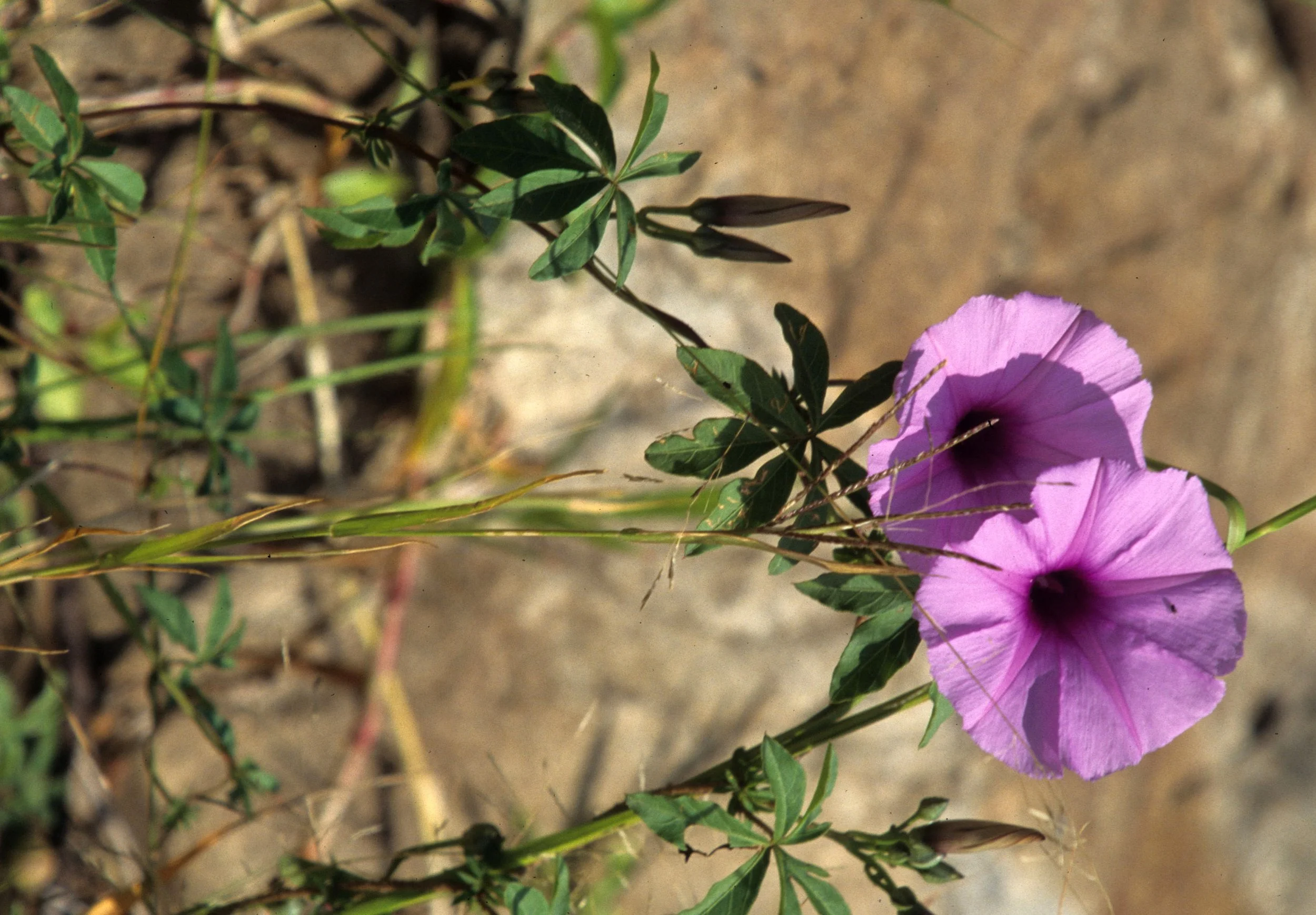 KENYA - MORNING GLORY SPECIES.jpg