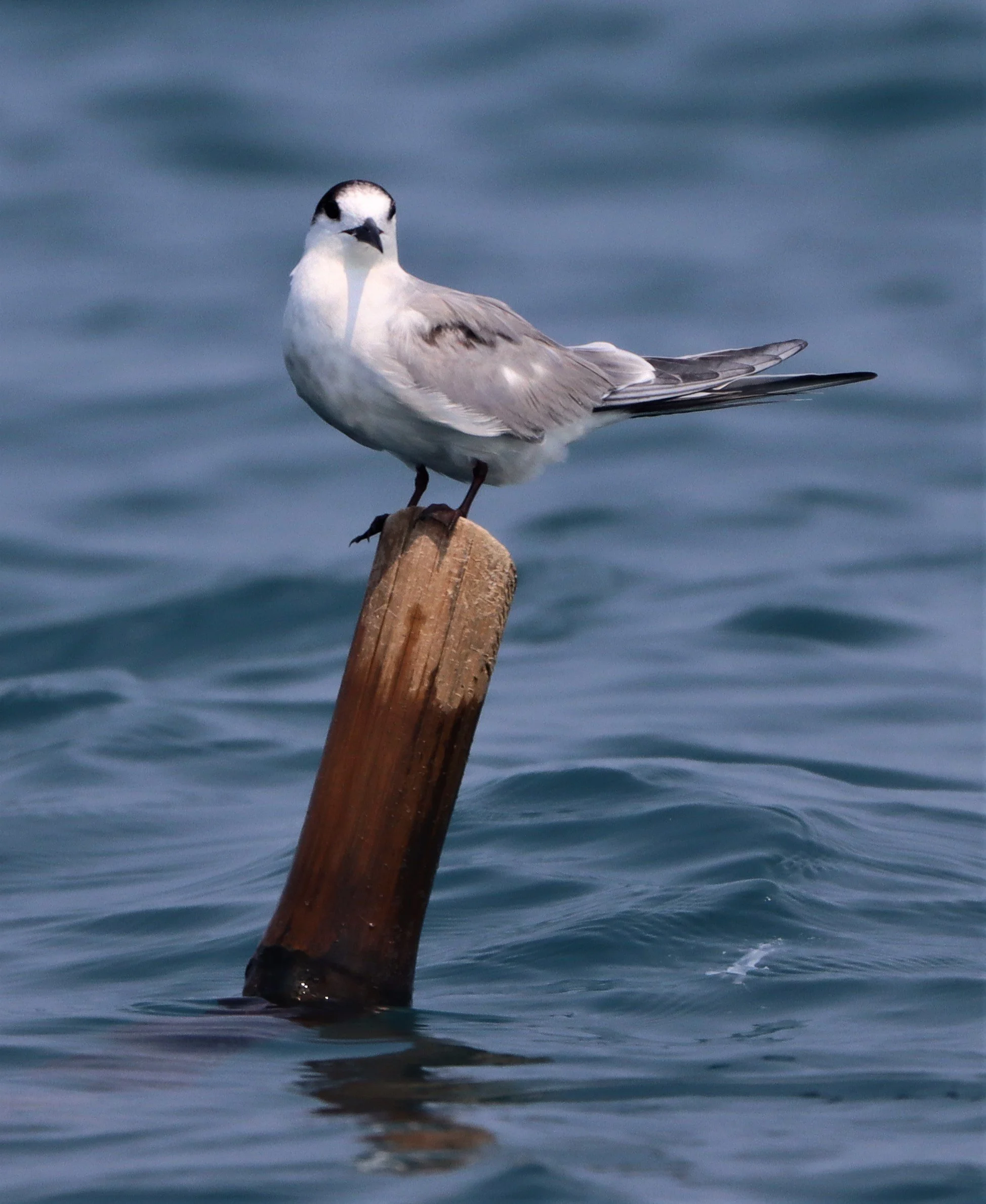 TERN - COMMON TERN - Sterna hirundo - UPPER NE GULF OF THAILAND NEAR CHACHOENGSAO (15).jpg