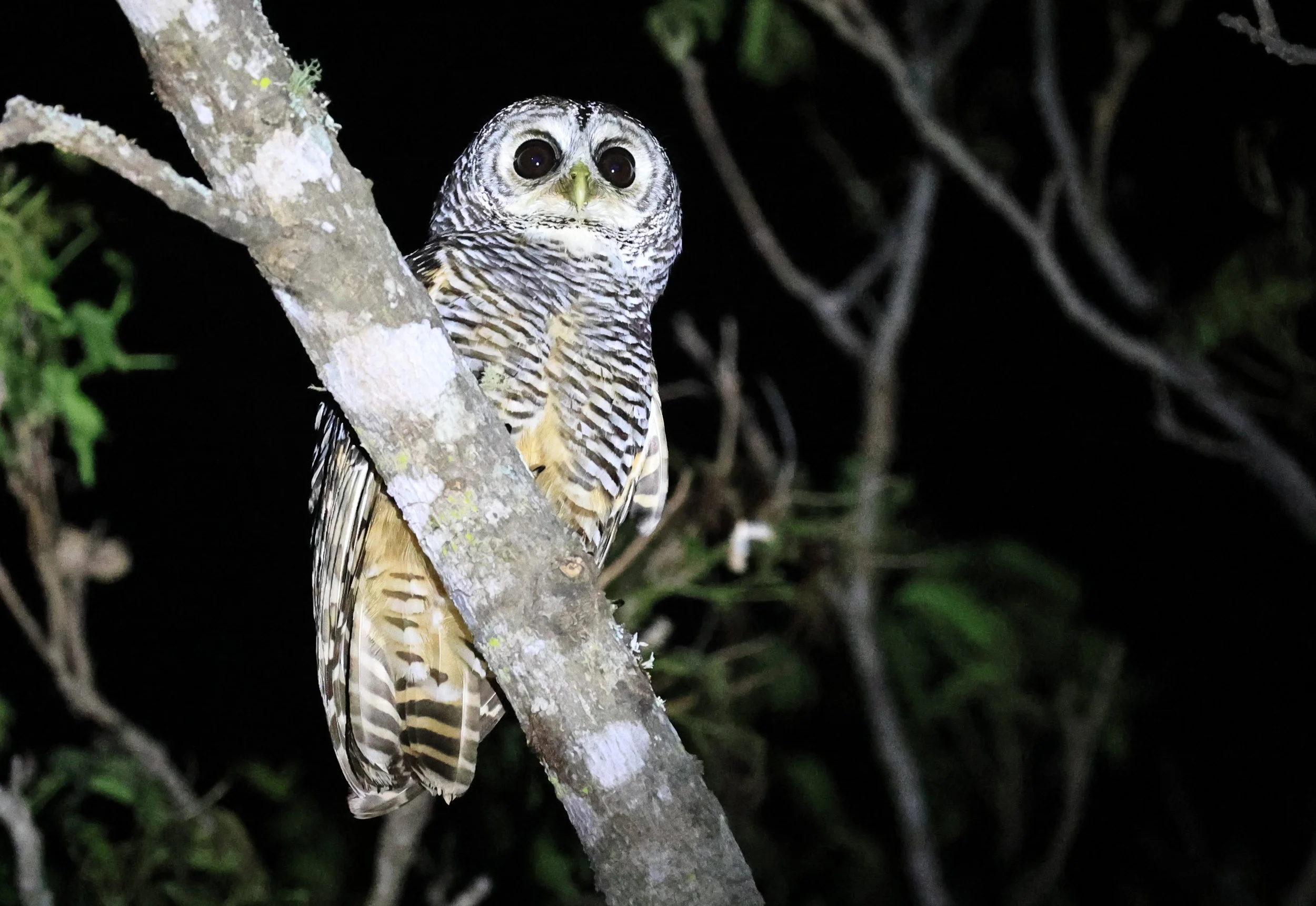 Chaco Owl (Strix chacoensis) Reserva Nueland  Selva Serena (51).jpg
