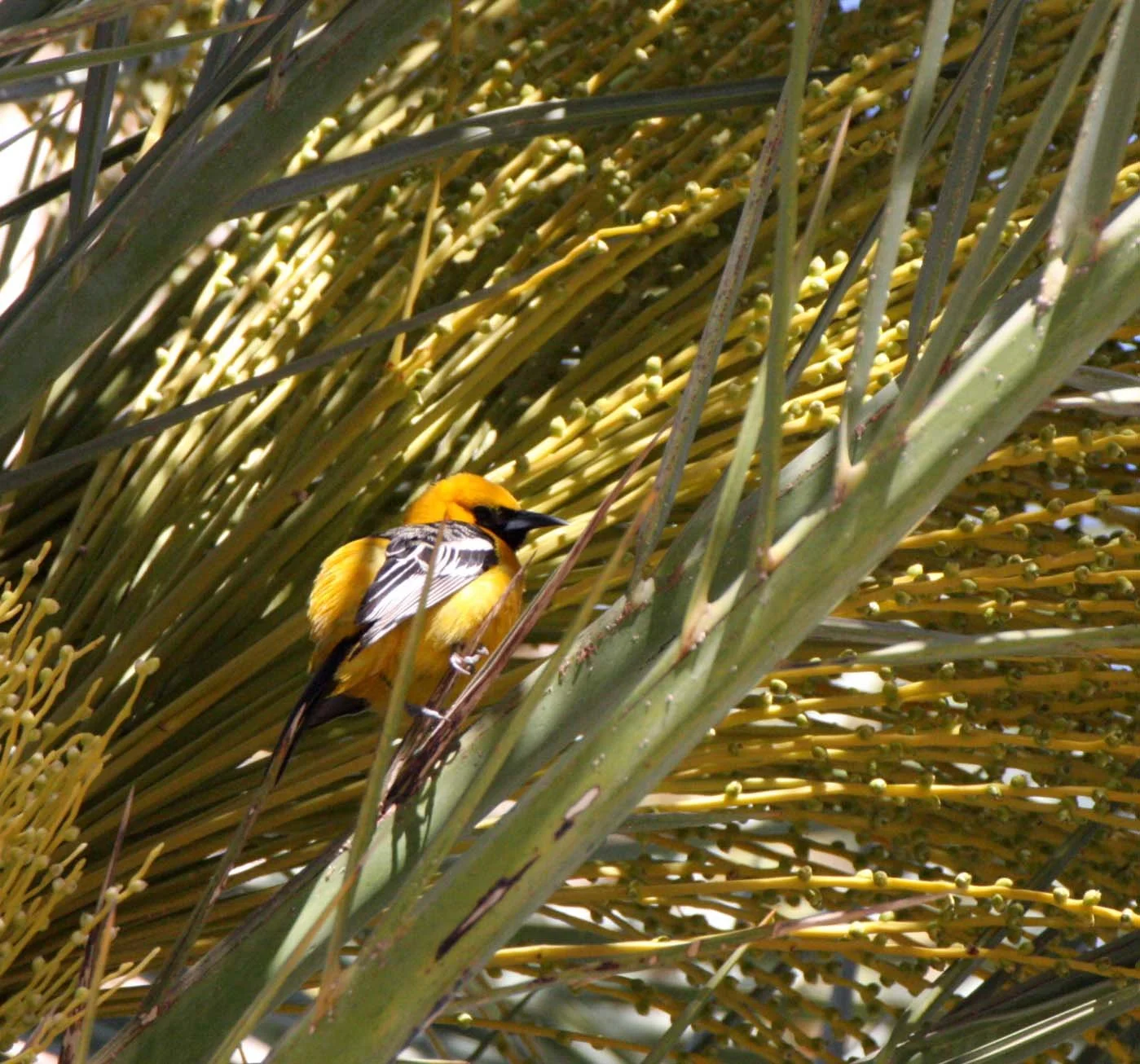 Hooded Oriole (Icterus cucullatus) Loreto Baja Mexico (20).JPG