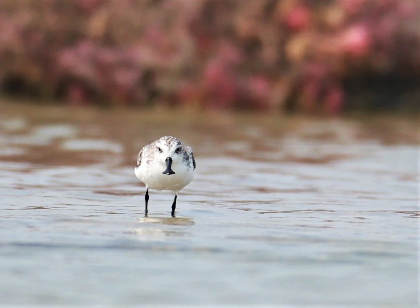 SANDPIPER - SPOON-BILLED SANDPIPER - Calidris pygmeus - Khok Kham Salt Ponds, Samut Sakhon (31).jpg