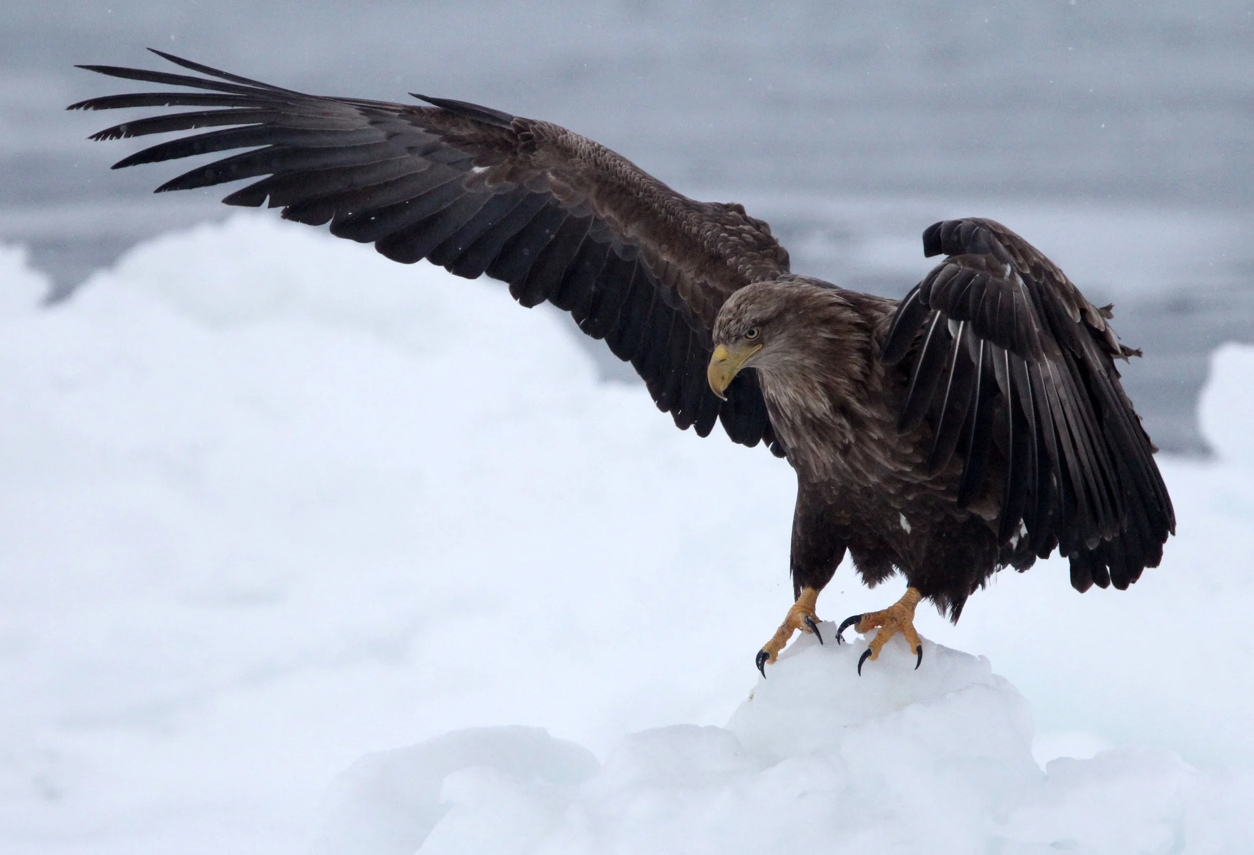 BIRD - EAGLE - WHITE-TAILED EAGLE - RAUSU, SHIRETOKO PENINSULA & NATIONAL PARK - HOKKAIDO JAPAN (52).JPG