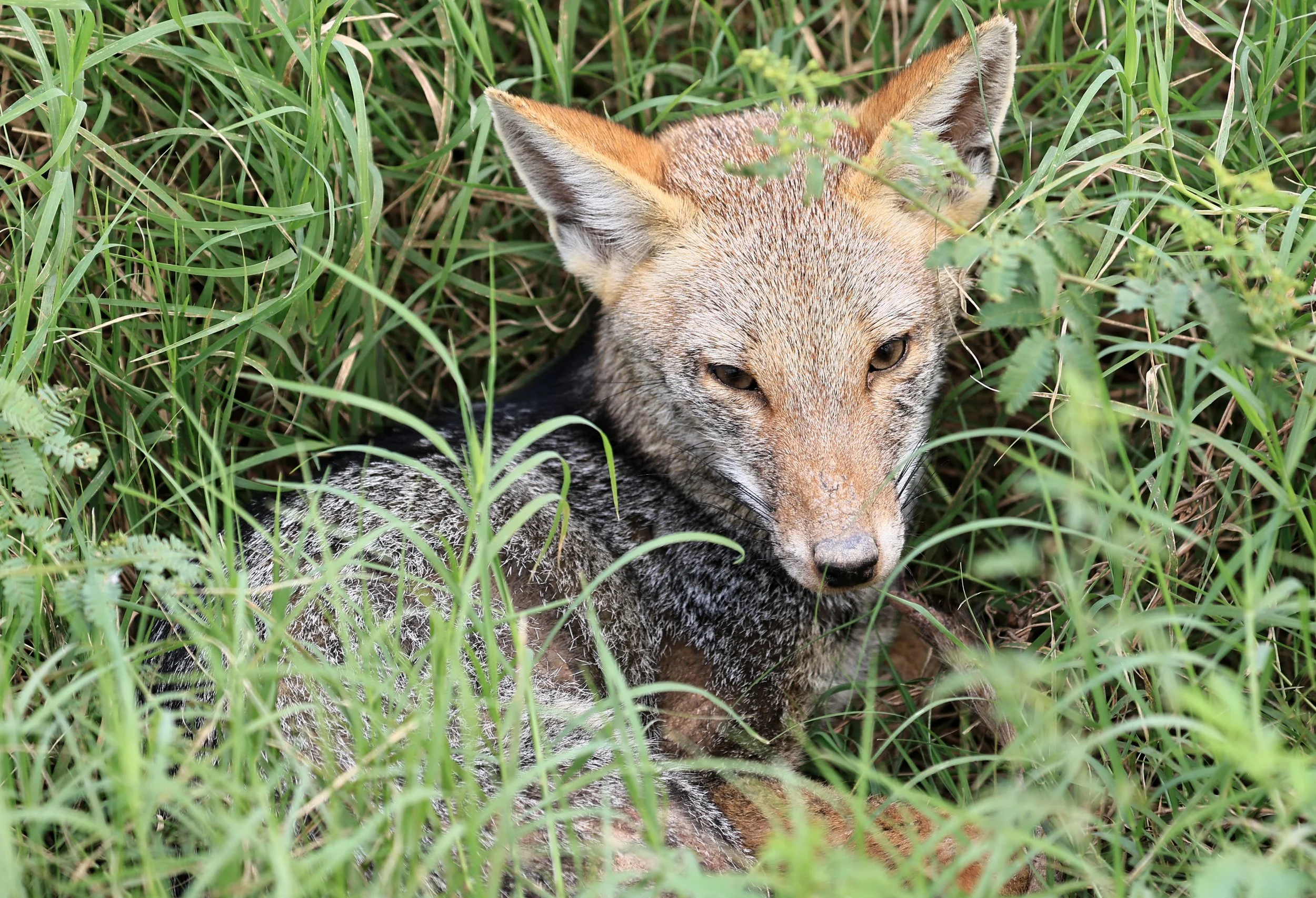 Pampas Fox (Lycalopex gymnocerca) Agua Dulce Paraguay (11).jpg