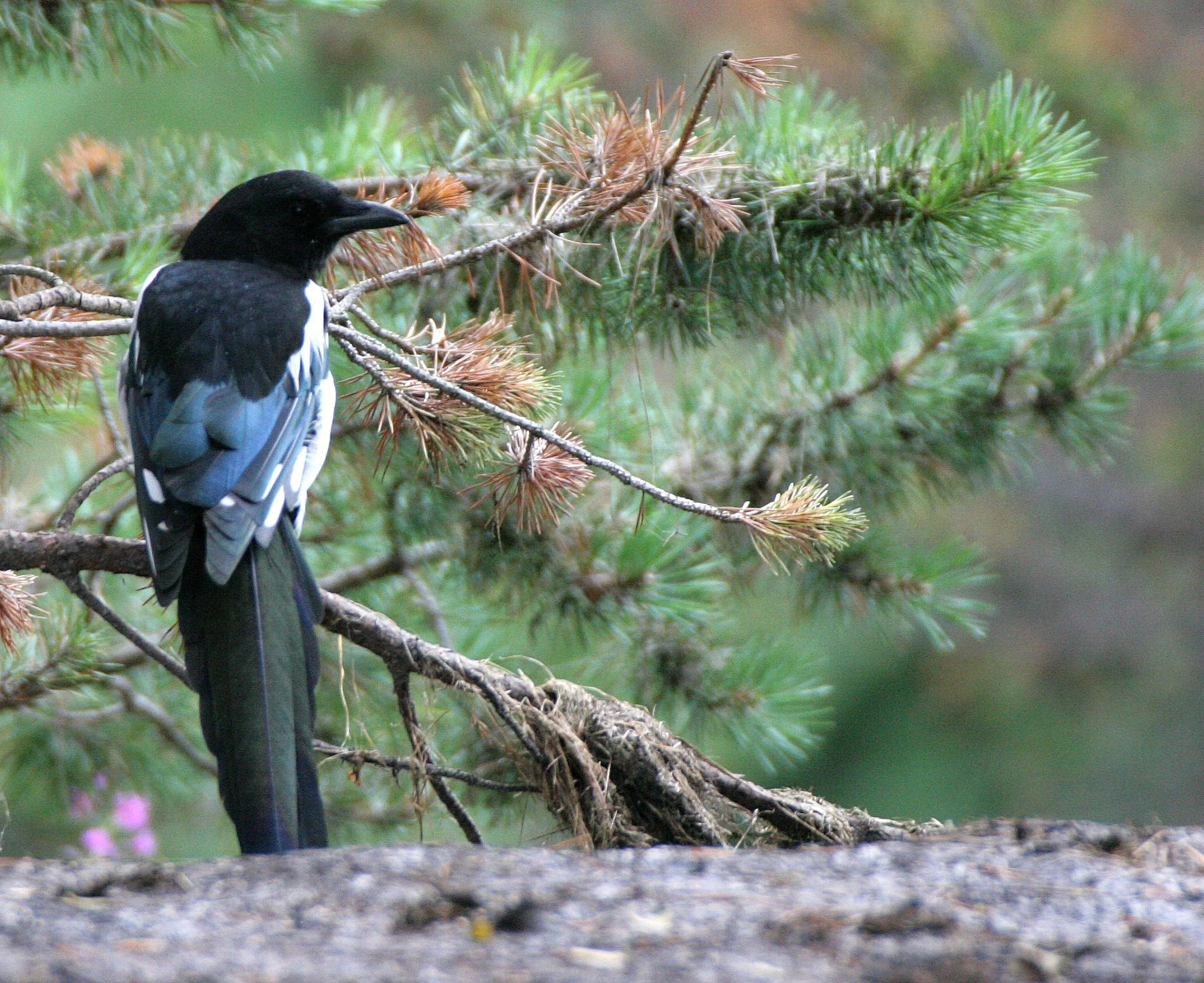 BIRD - MAGPIE - BLACK-BILLED - ALTA NORWAY.jpg