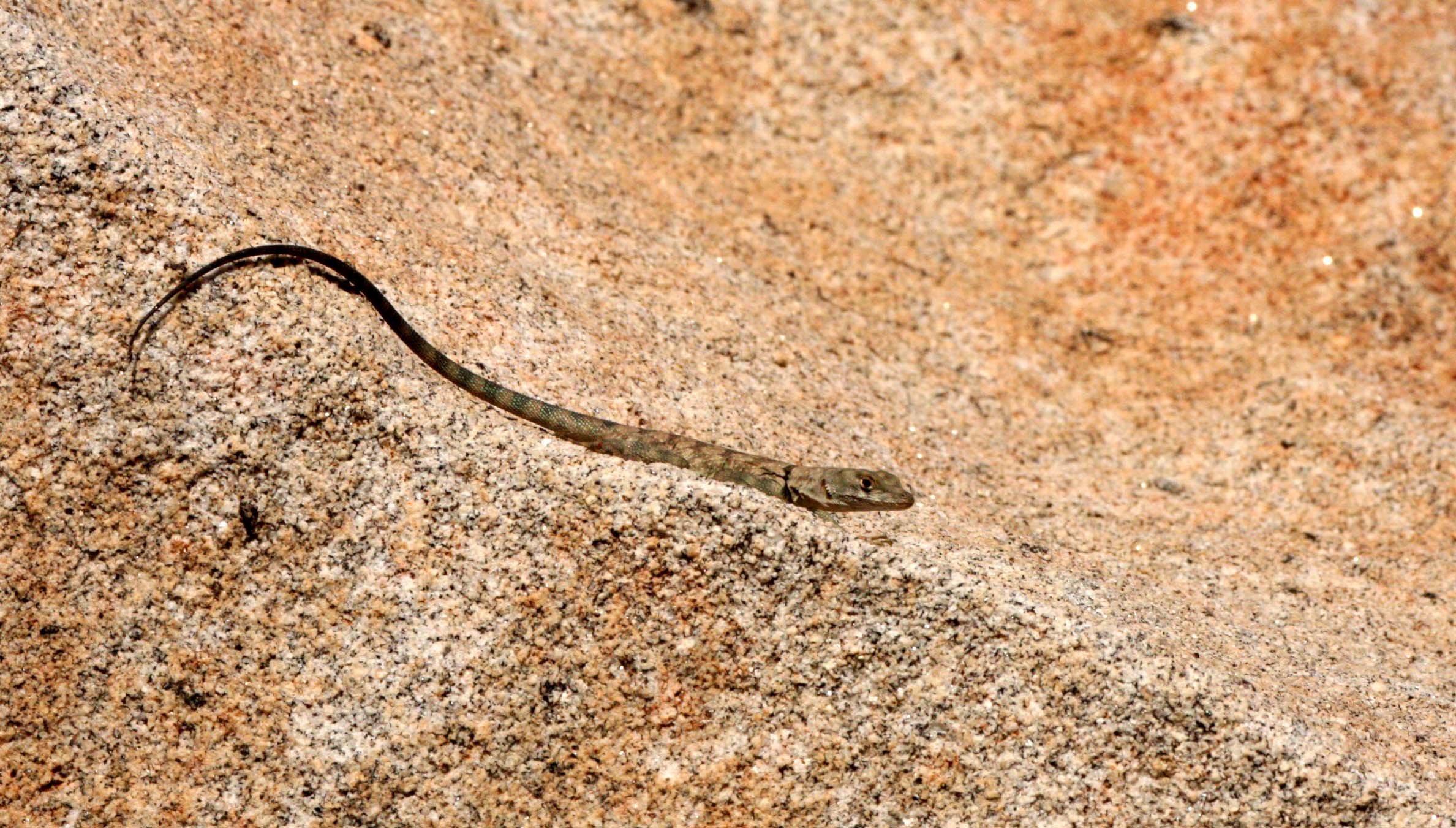 Petrosaurus mearnsi - BANDED or MEARN'S ROCK LIZARD - CATAVINA DESERT BAJA MEXICO (7).JPG