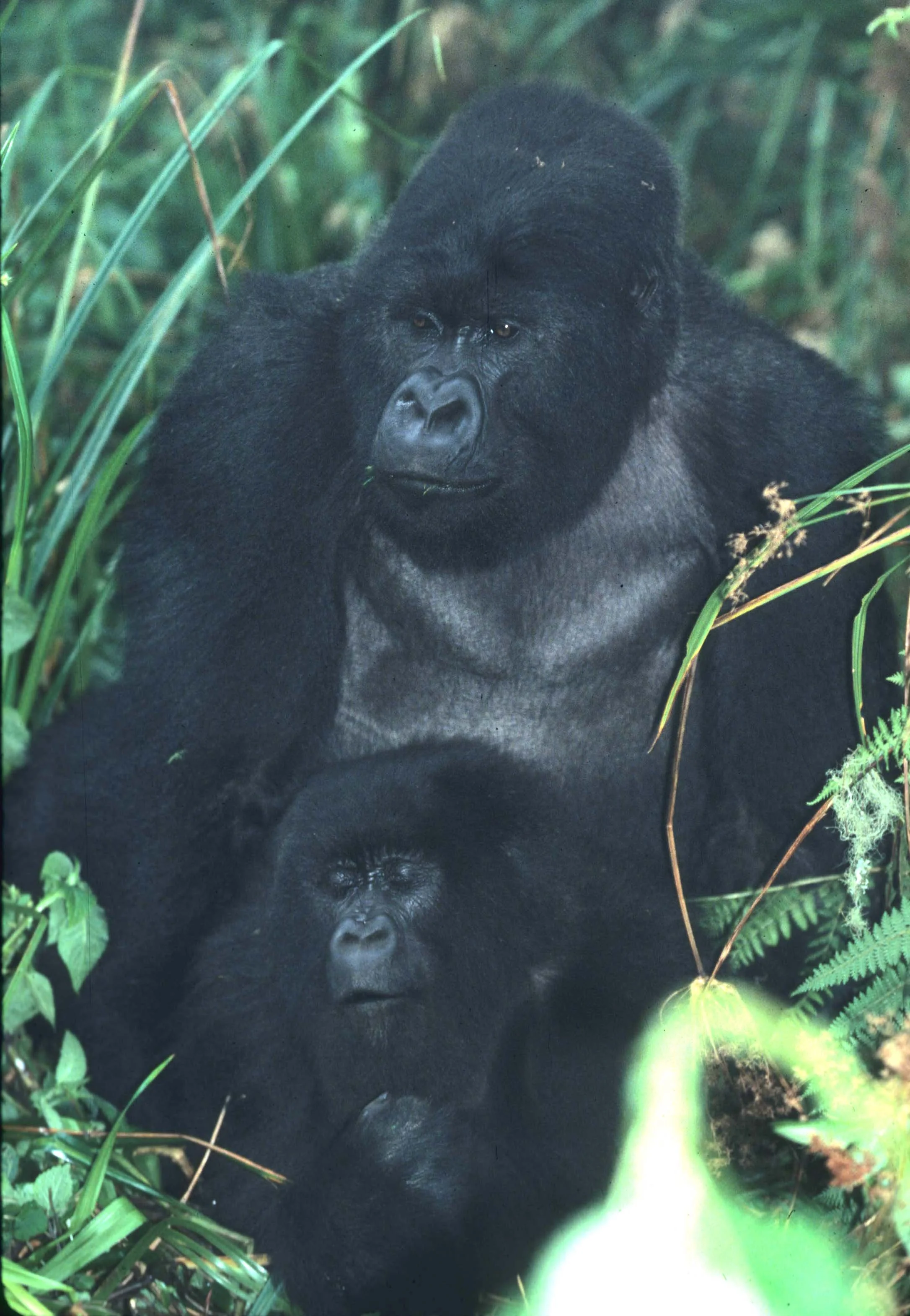 PRIMATE - GORILLA-RWANDA PARC DU VULCANS (41).jpg