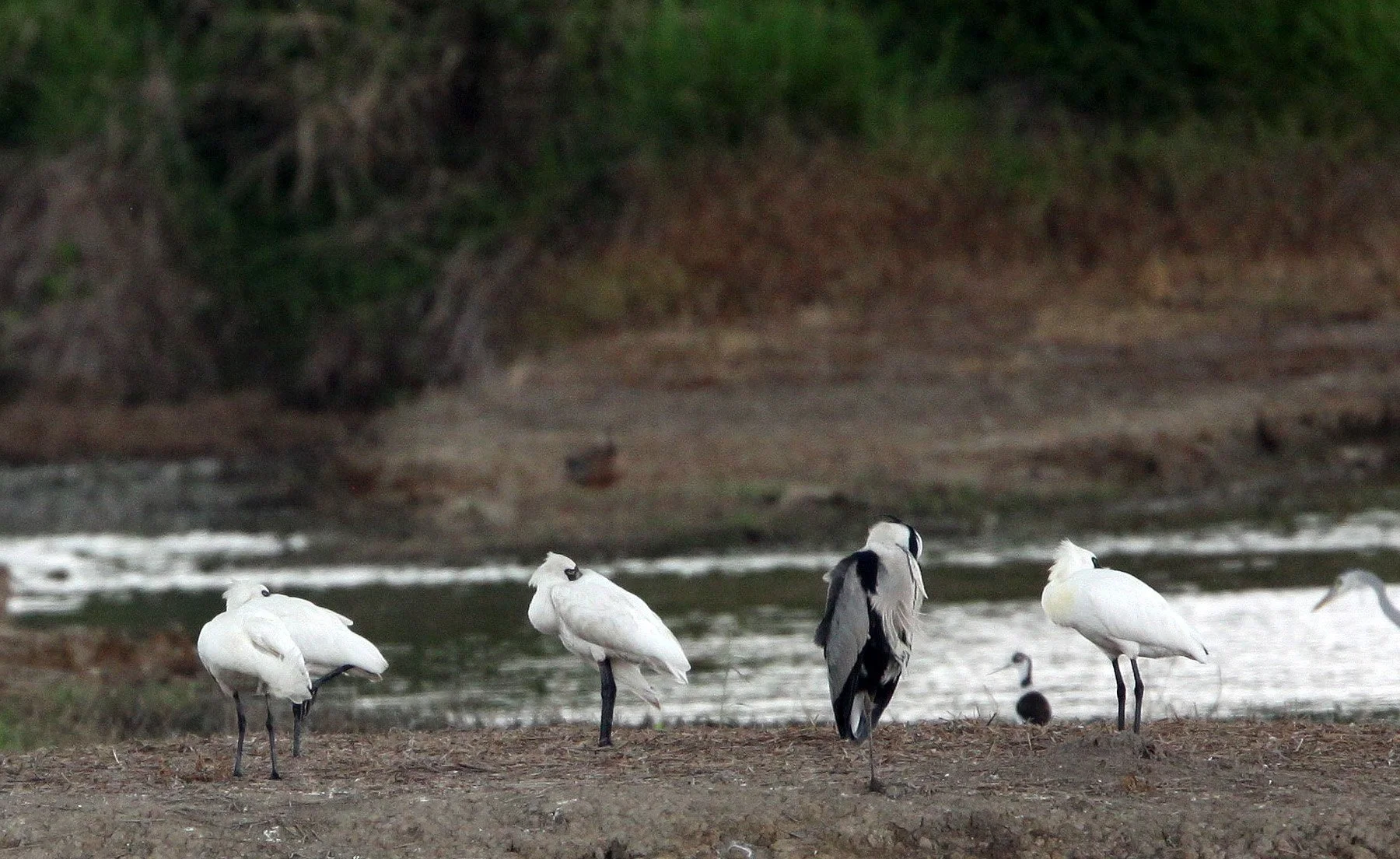 SPOONBILL - BLACK-FACED SPOONBILL - Platalea minor - MAI PO WETLANDS HONG KONG (9).JPG