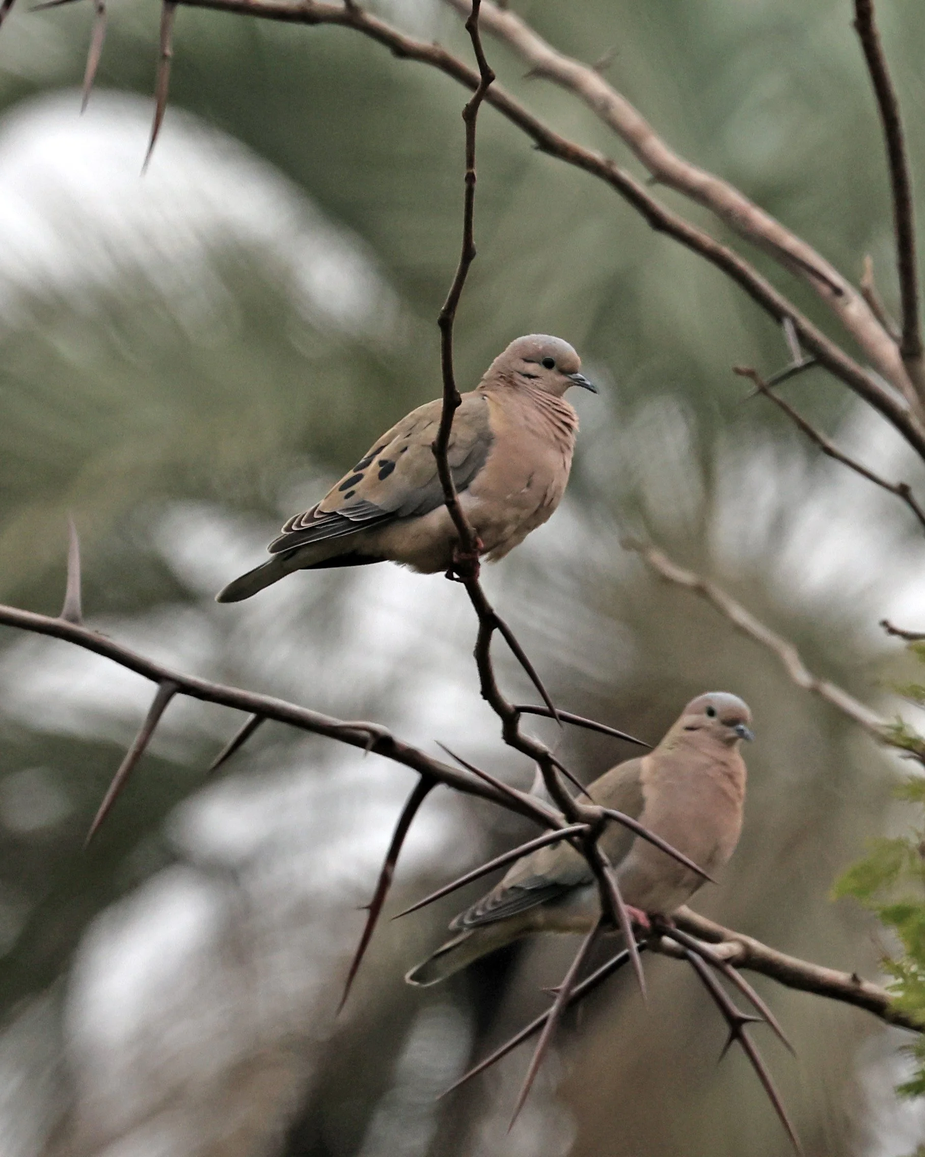 Eared Dove (Zenaida auriculata) El Palmar National Park, Entre Rios, Argentina