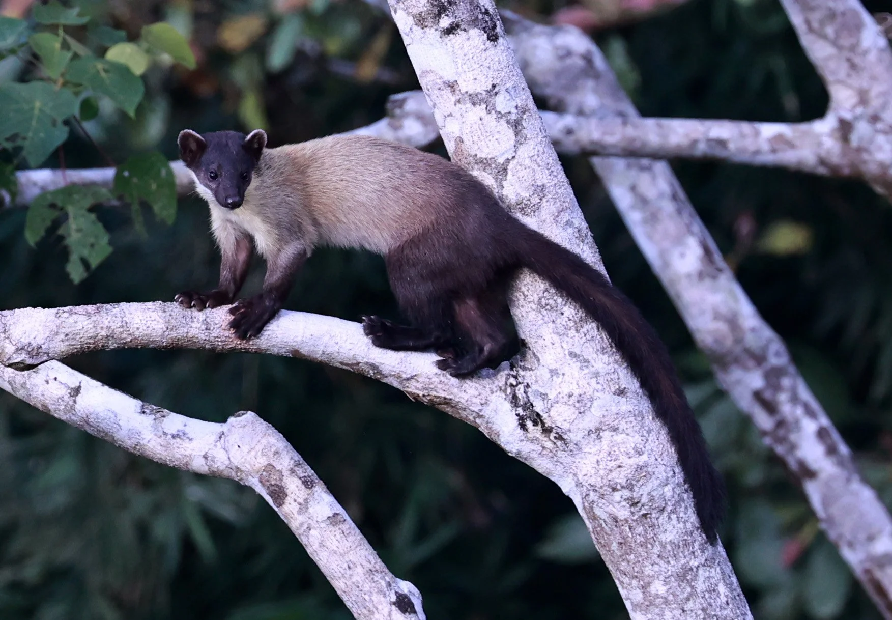 Yellow-throated Marten (Martes flavigula) Kaeng Krachan National Park Thailand, Jan 2025 (152).jpg