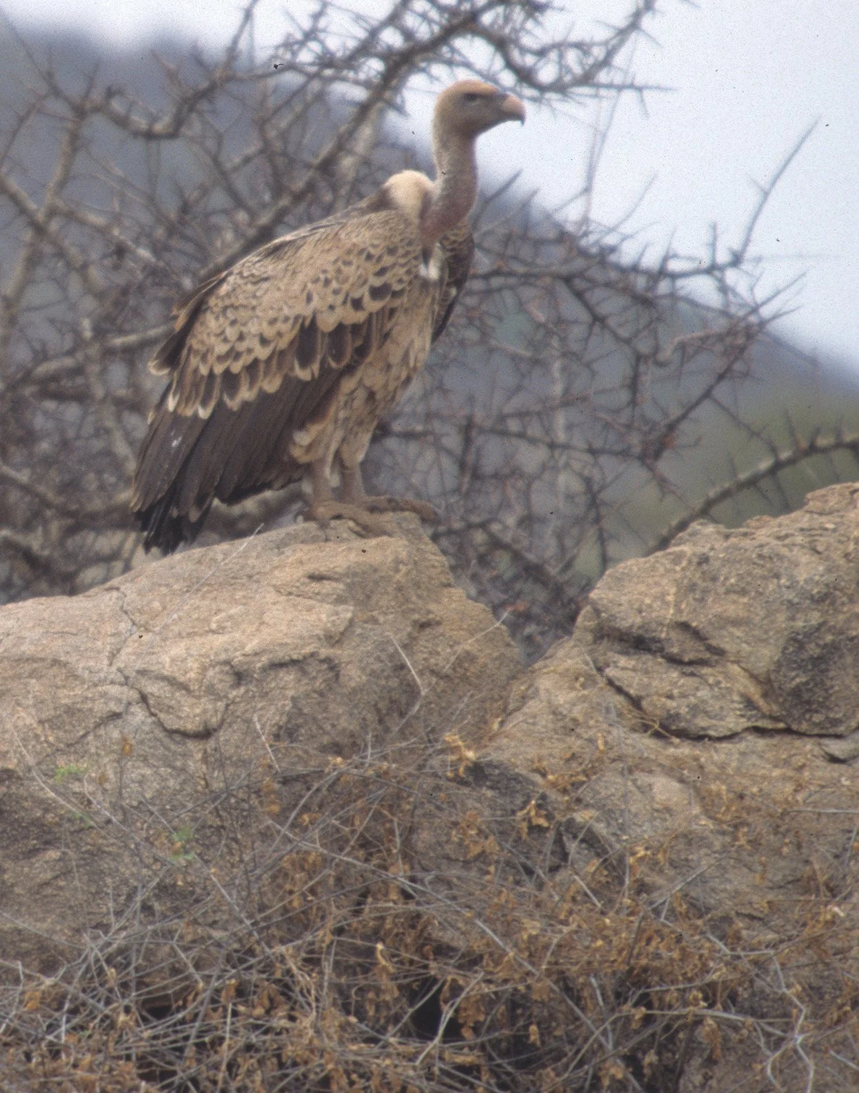 BIRDS - GRIFFON - EUROPEAN - SHABA A.jpg