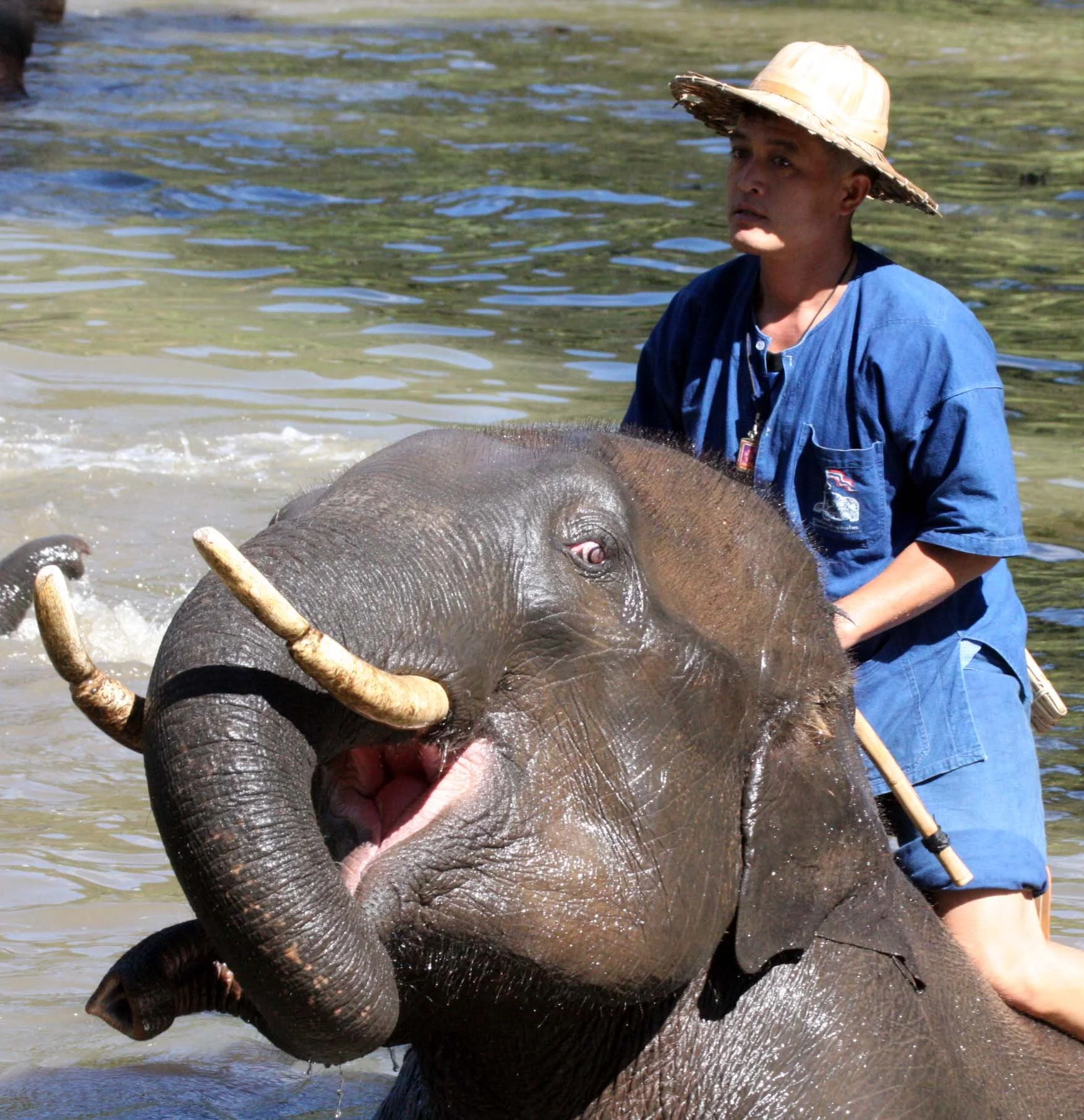 2008 Lampang City & Elephant Center (103).JPG