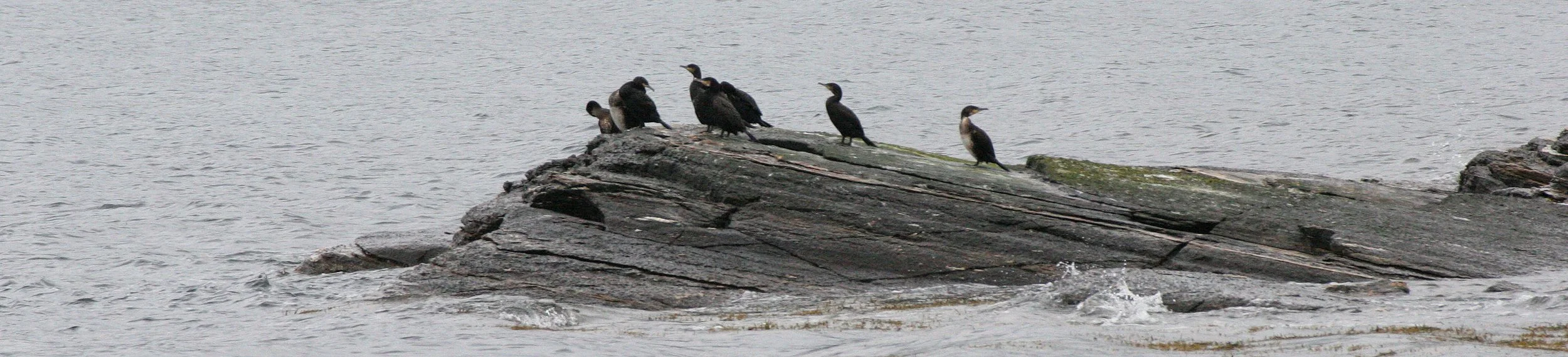 Gulosus aristotelis - European Shag - Tromso Norway (10).jpg