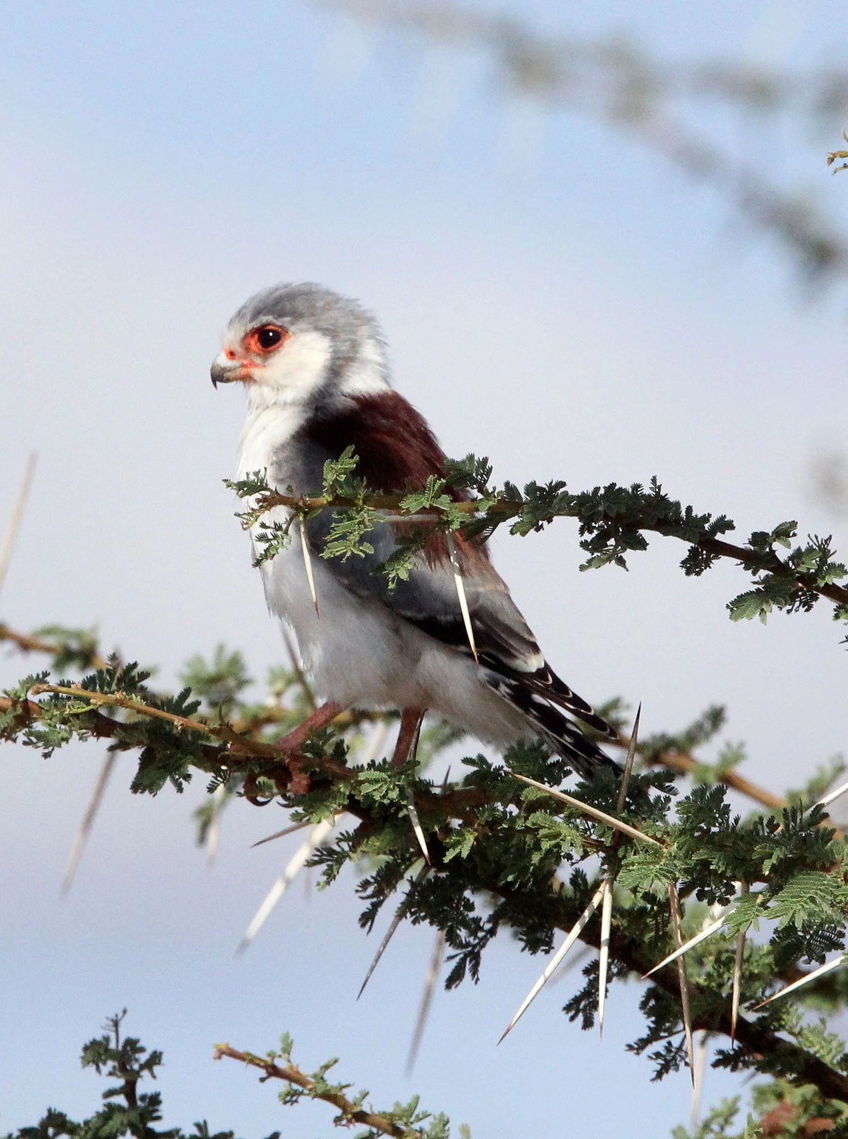 Polihierax semitorquatus - AFRICAN PYGMY FALCON - SAMBURU NATIONAL PARK KENYA (1).JPG