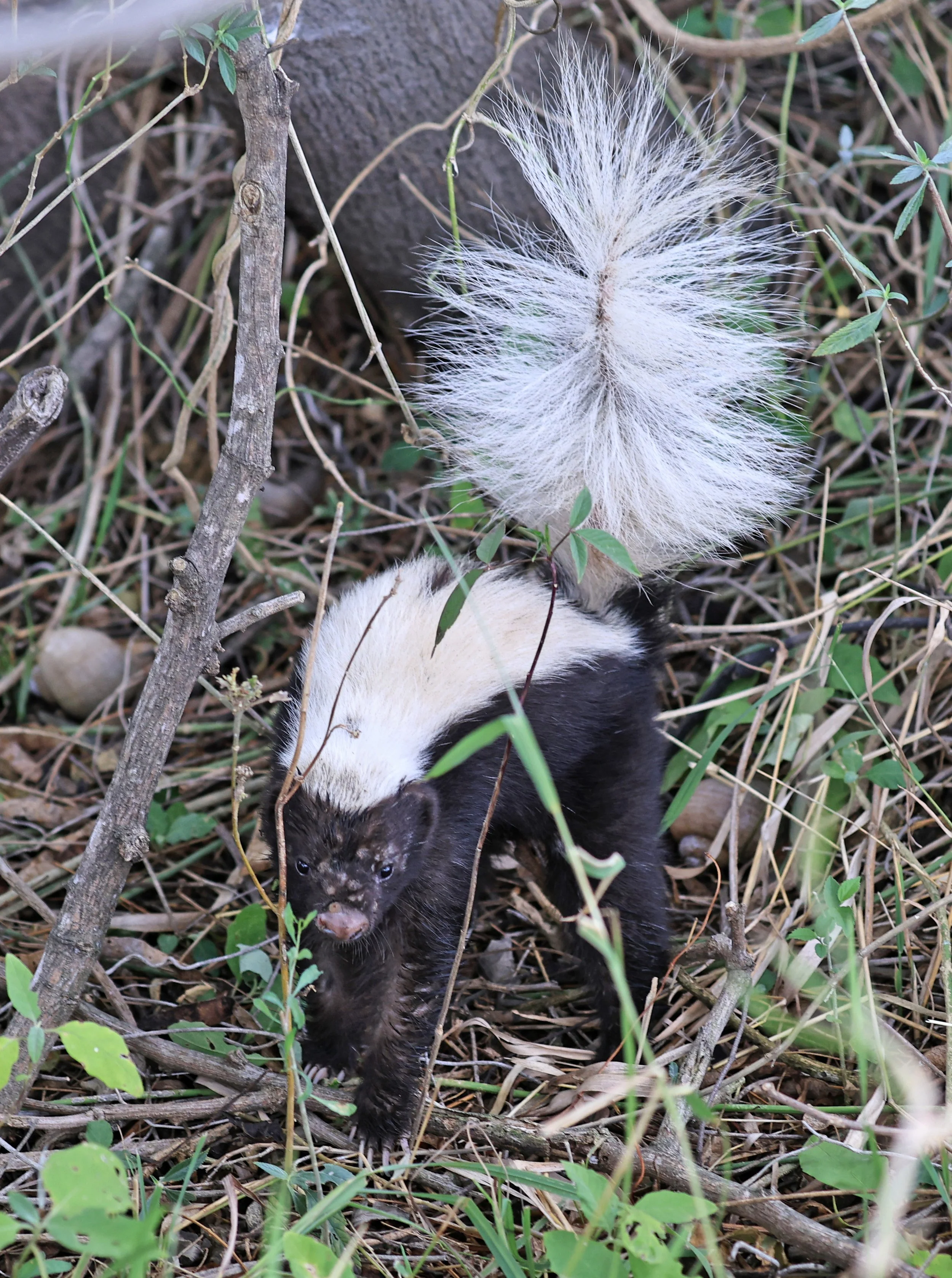 Molina's Hog-nosed Skunk (Conepatus chinga) Estancia Campo'i Paraguay  (28).jpg