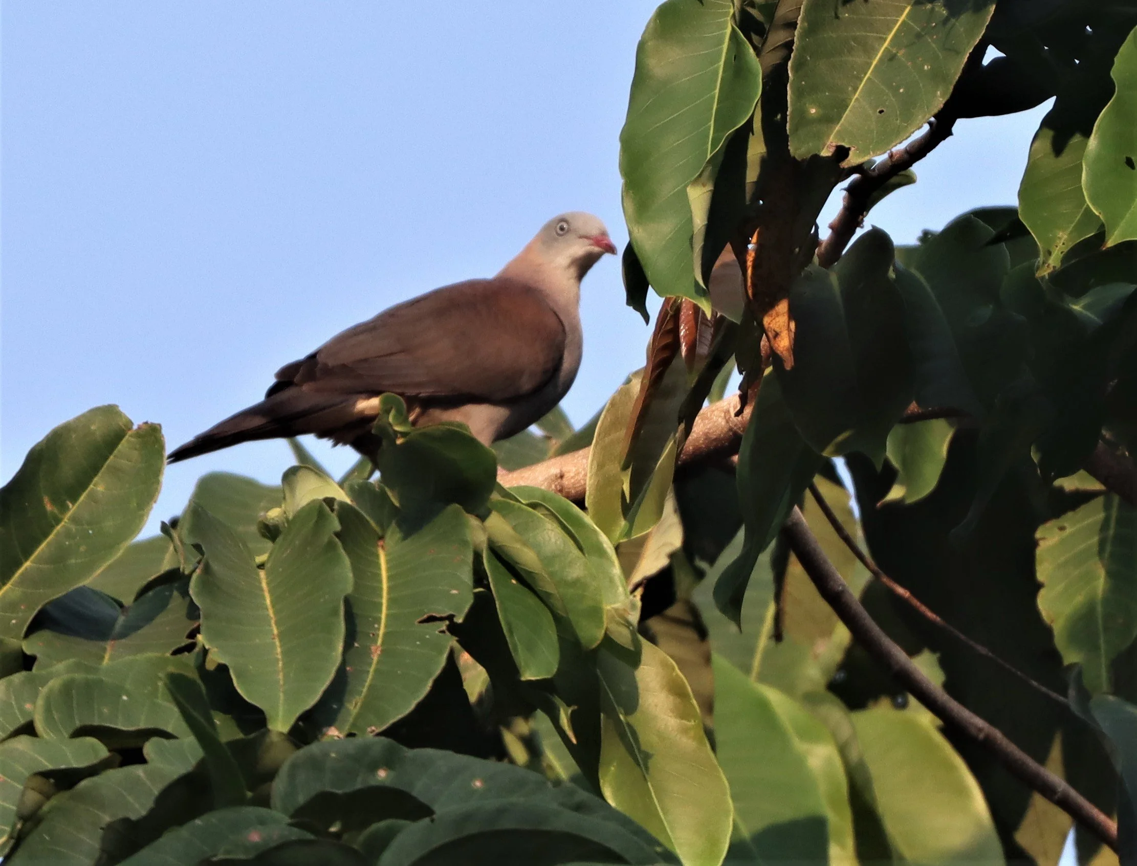 Mountain Imperial-Pigeon (Ducula badia) KhaoYai NP Thailand (3).jpg
