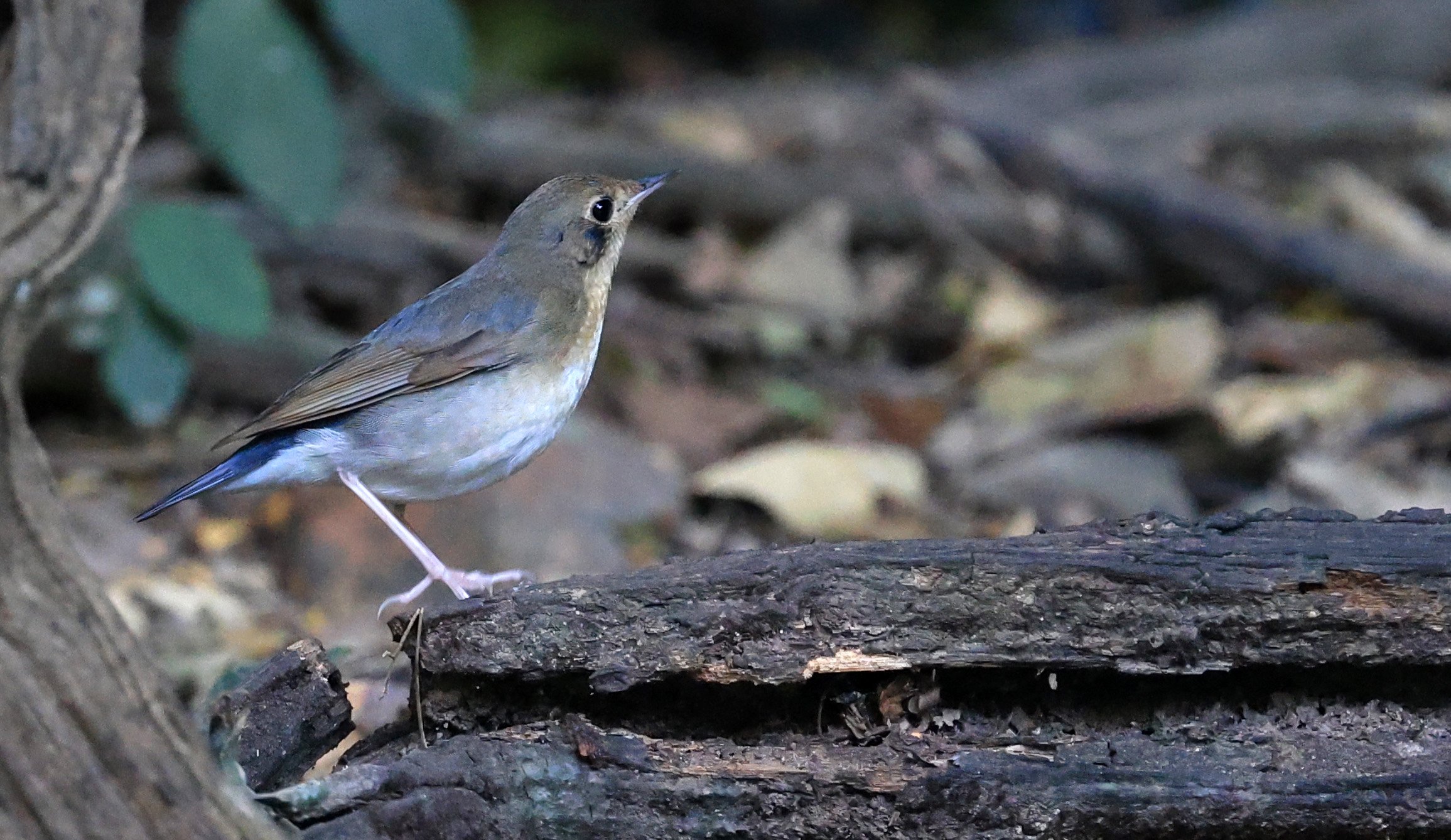 Siberian Blue Robin (Larvivora cyane) Kaeng Krachan National Park ESS Expedition 2026 (4).jpg